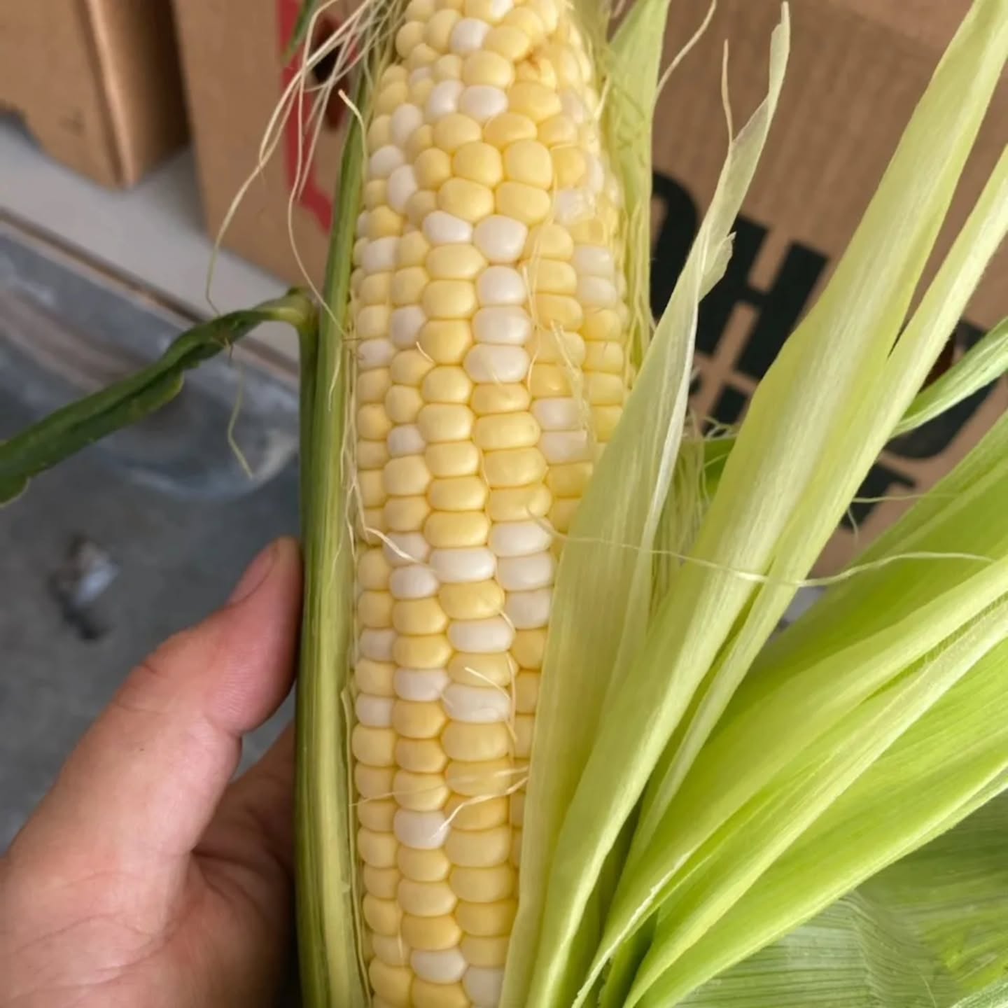We are open at the Farm Stand Wednesday-Friday noon-6 and Saturdays 10-6. We are offering delicious super sweet bicolor and white corn, blackberries, peaches, cukes, zucchini, cantaloupe, and peppers. Tomatoes are coming soon and we expect red raspberries to be ready to pick by the end of August. Everything We Sell We Grow