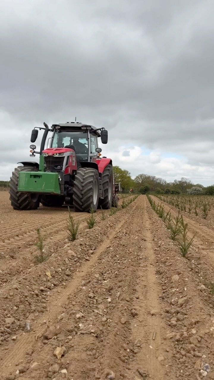 🎄 We’ve been a little quiet on here lately… but we’ve been busy in the background, so thought it was time for an update! 🌱
We planted our new crop of Norway Spruce Christmas trees and have recently been irrigating our existing plantations to give them the best possible start and help them thrive. 💧🌲
The trees planted this year will become the Christmas trees you’ll see in our shop in around 5–10 years’ time (depending on their growth), and every single tree we plant receives the care and attention needed to produce the best quality tree for your home. ❤️
We’ve also been busy bud rubbing and top stopping our trees. Next time, we’ll show you what this is and why we do it🌲
#norfolkbusiness #norfolk #christmasinjuly