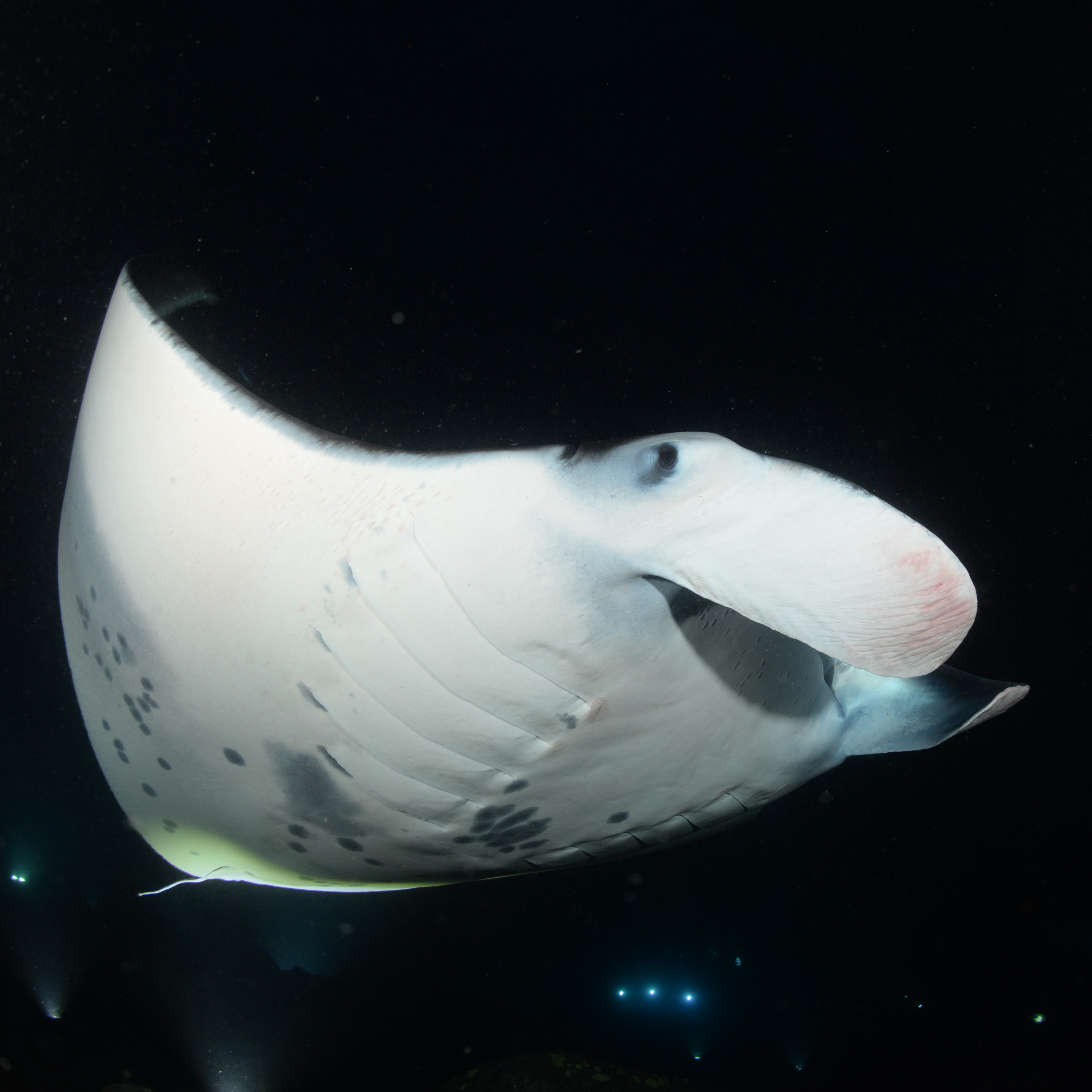 Fantastic #scuba #diving with the #manta rays again. Always amazed at the grace, poise, and maneuverability of these huge animals. Swimming swiftly in the darkness, punctuated by distractingly bright lights, they still manage to avoid each other. This is a testament to their #sensory systems that provide them with excellent spatial awareness. Always a pleasure watching them #swim and looking forward to seeing them again soon. @kona_honu_divers @floridamantagirl