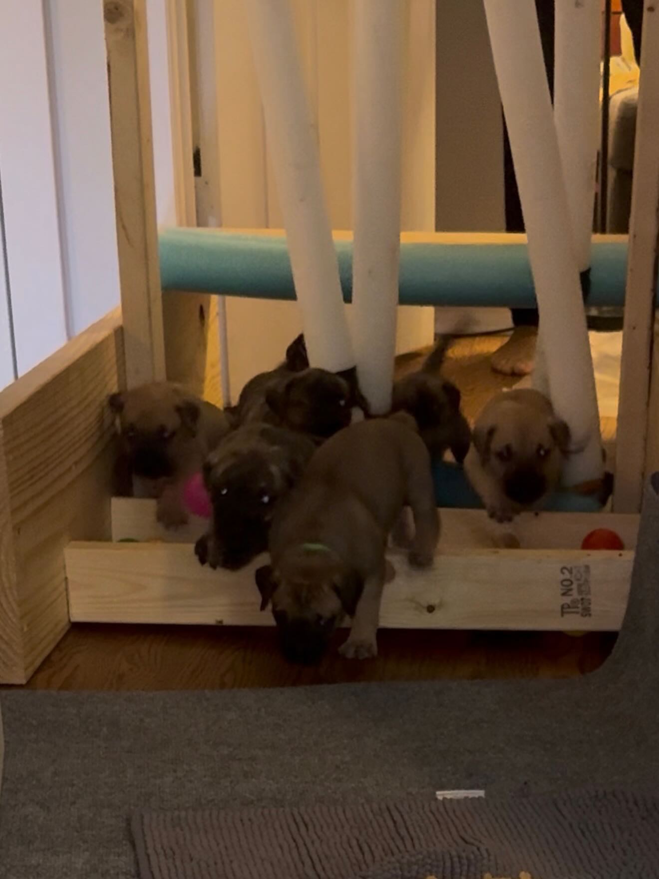 Rainbow Litter. Week 5.
The good stuff.
Kings Court Kennel 🖤
#PresaCanario #PresaCanarioPuppies #RainbowLitter #KingsCourtKennel👑 #DogsOfInstagram