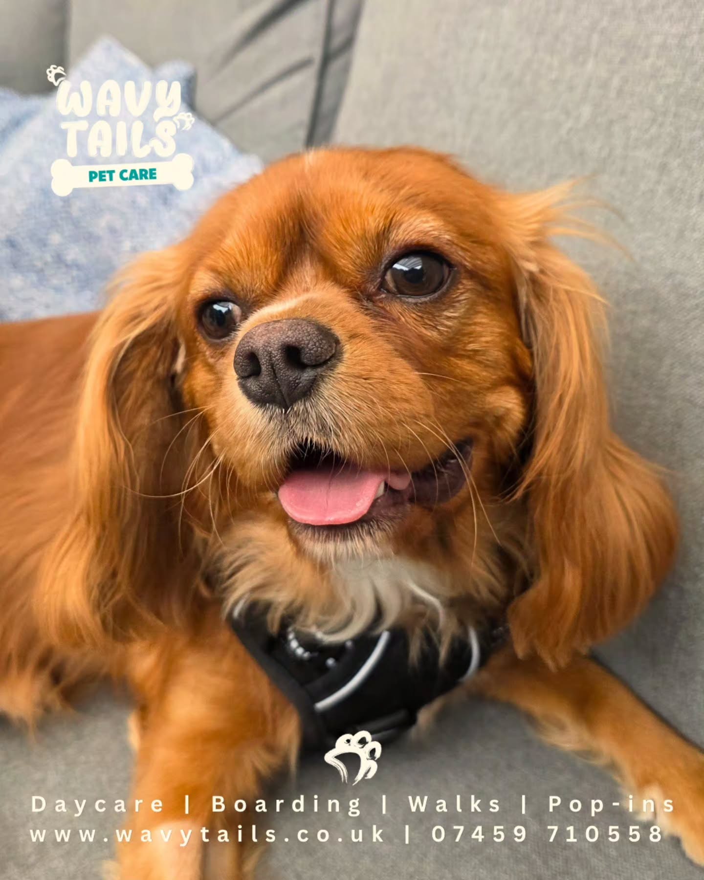 Lou is back for his jollies!! This gorgeous young man is loving life and already making himself right at home 🏡
#wavytailshuddersfield #DogBoardingHuddersfield #kingcharlesspaniel #huddersfielddogs #homeboarding