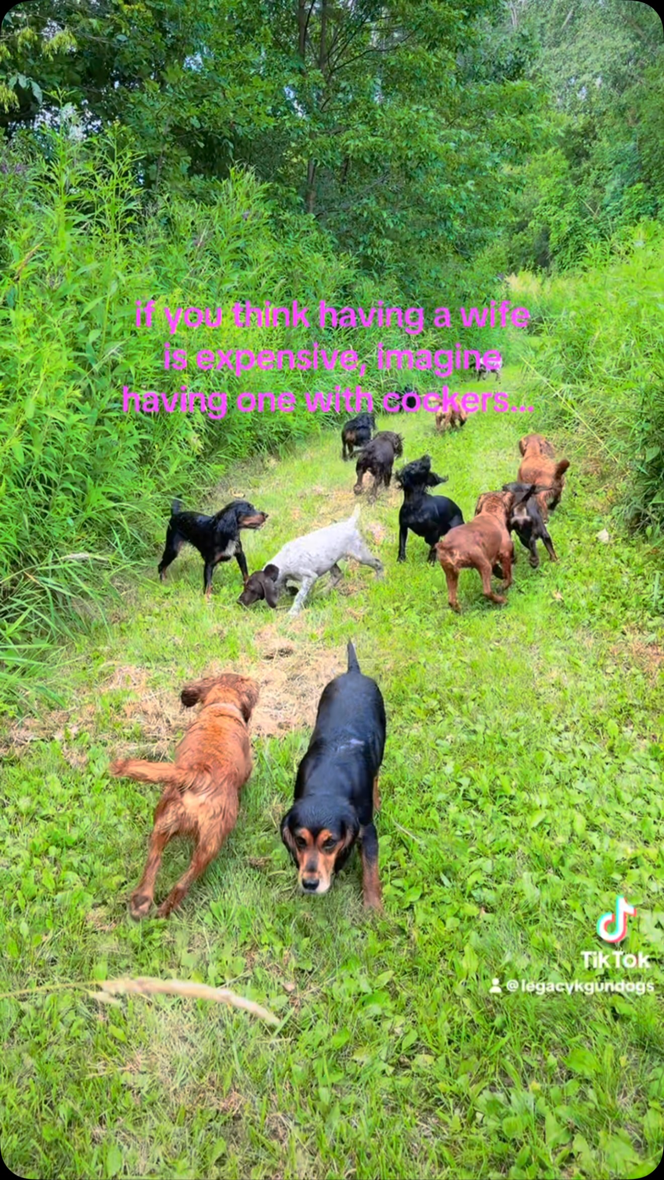 if you think having a wife is expensive, imagine having one with cockers 🤣 #legacyk #birddogoftheday #birddog #workingcockerspanielsofinstagram #workingcocker