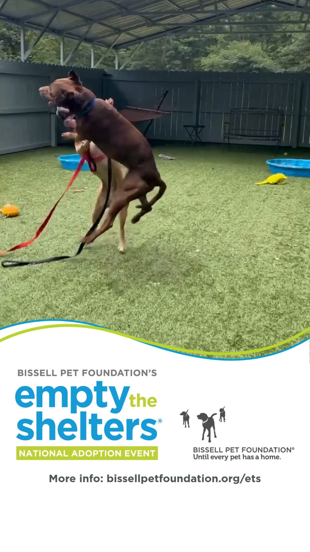 Empty the Shelters ends soon!
Don't miss your opportunity to meet and take home your new best friend for pay-what-you-want adoption fees.
Woodrow and Daisy can't wait to see you at the shelter! They'd love to have a forever home where they can rustle and tussle and then take a nap with their family♥
#EmptyTheShelters #fluvannaspca #PlayfulPuppies #adoptdontshop #choclatelabrador #pittiesoffacebook #puppyplaytime