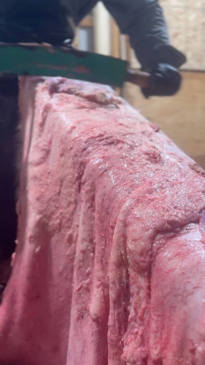 Tannery Sneak-Peaks Part II “Fleshing cow hides at 10 pm 😆”
Two beautiful cow hides came in late afternoon yesterday, straight from the slaughterhouse in California. Normally, I receive cow hides frozen or earlier in the work day but these had already been off the animal for 24 hrs and hadn’t been frozen yet so they had to be scraped, fleshed and salted right away so the bacteria didn’t start to degrade them. It’s one of the advantages of working with a small tannery that we can be flexible and sometimes work from 9 pm to 11:30 pm to get the absolute best quality out of your hides.
Also one of the upsides of running a tannery is there’s not as much need to go someplace else for a gym workout!
#hidetanning #cowhiderug #hairontanning #alumtanning #craftspeople