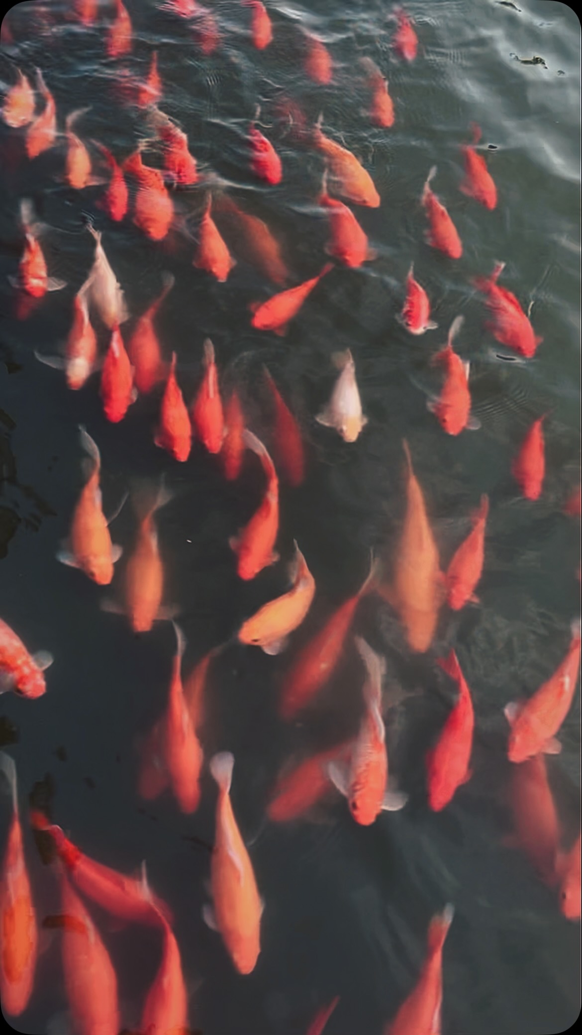 Look at a group of fish moving at full speed. It’s mesmerizing, but it’s also a mirror.
Most of us spend our lives sprinting toward the next goal, the next destination, the next version of the future. But when you’re constantly focused on what’s ahead, you lose touch with right now.
It’s easy to get lost in the current simply because everyone else is swimming in the same direction.
Sometimes, the most empowering thing you can do isn’t swimming faster. It’s pausing.
Taking a breath, stepping out of the swarm, and moving at your own pace. You don’t have to follow the trend to find your way. 🐟
#slowliving #pause #naturephotography #mindfulness #wisdom