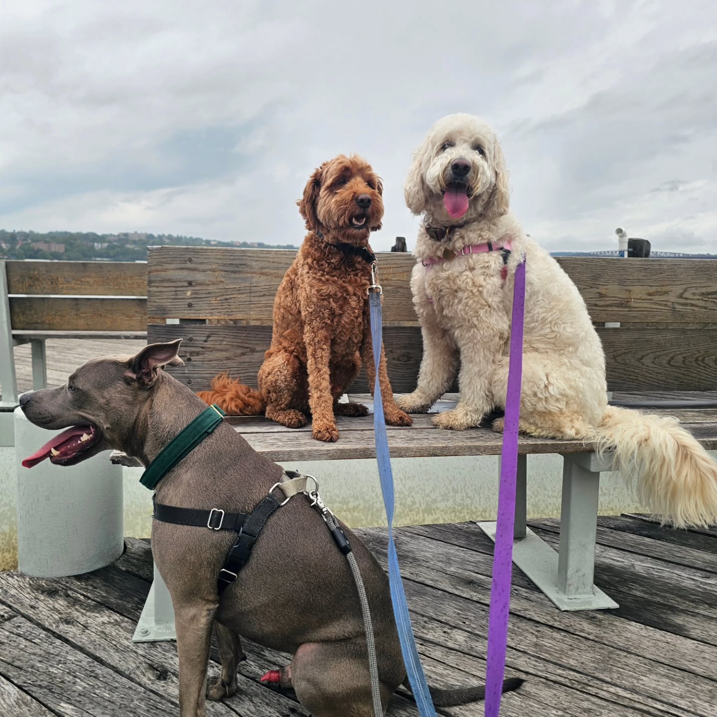 Some July cuties π
#happypup #happypupdogwalking #happypupdogboarding