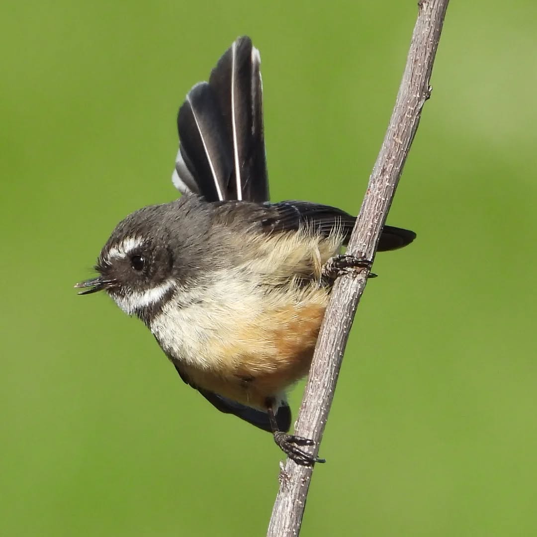Pīwakawaka, a true delight to watch......a nightmare if you want a photo, but a delight of activity and chatter to observe.
#fantail #Pīwakawaka #karameafantails