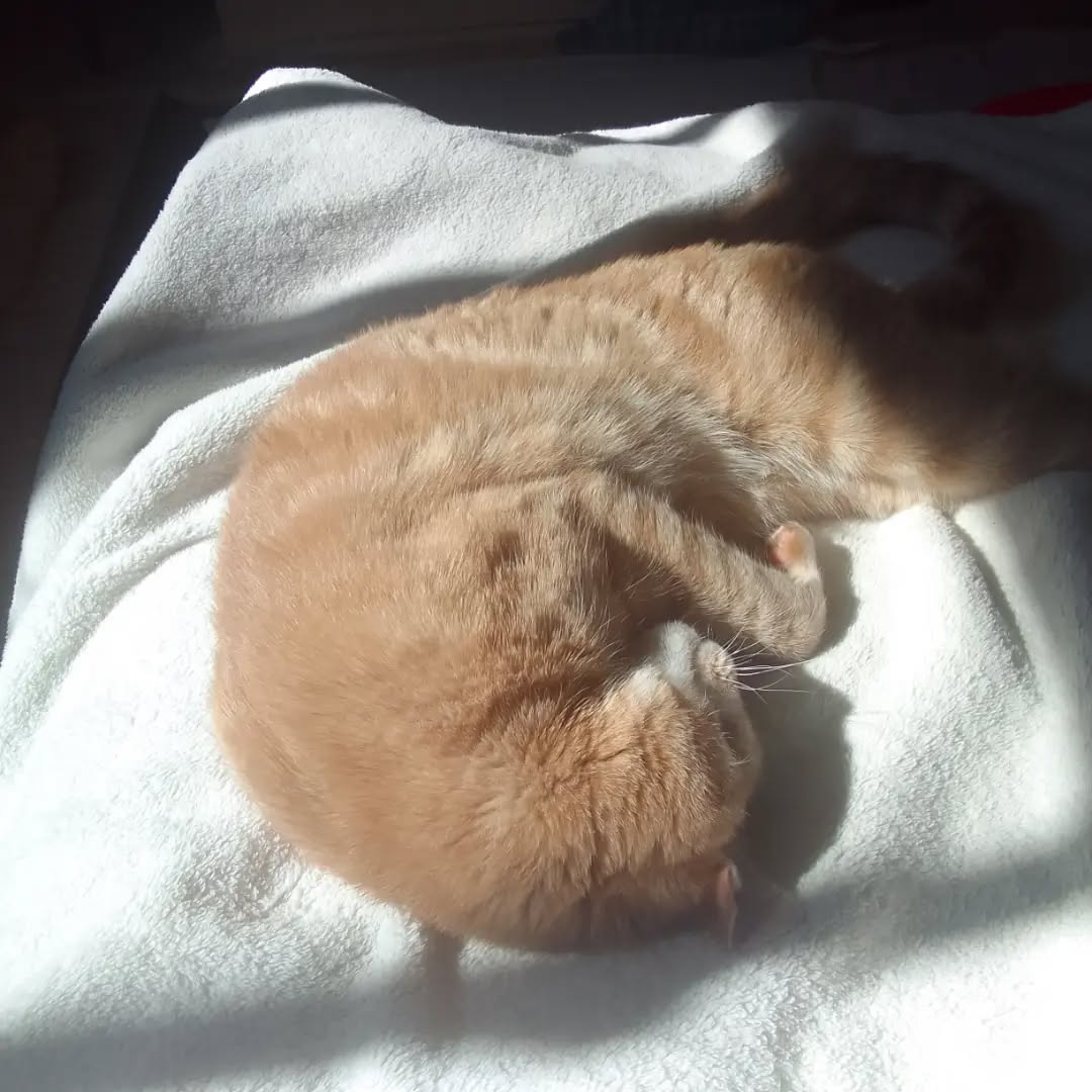 Louie and Ella live with us now. 💛💙🐈🐈⬛