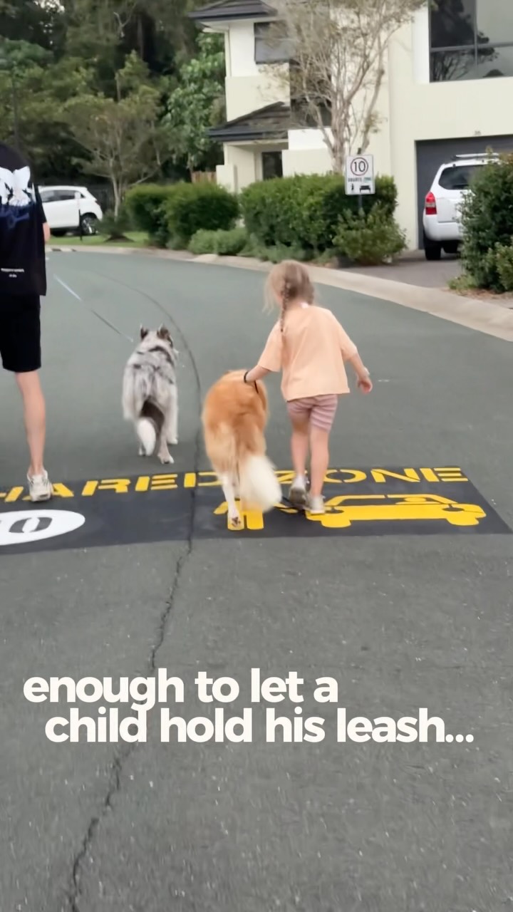 Arch will always push boundaries when a new adult takes his leash, just to see what he can get away with.
A child? Absolutely not.
(Also we are not looking at Kai) 😅
#looseleash #traineddog #dogsandkids
