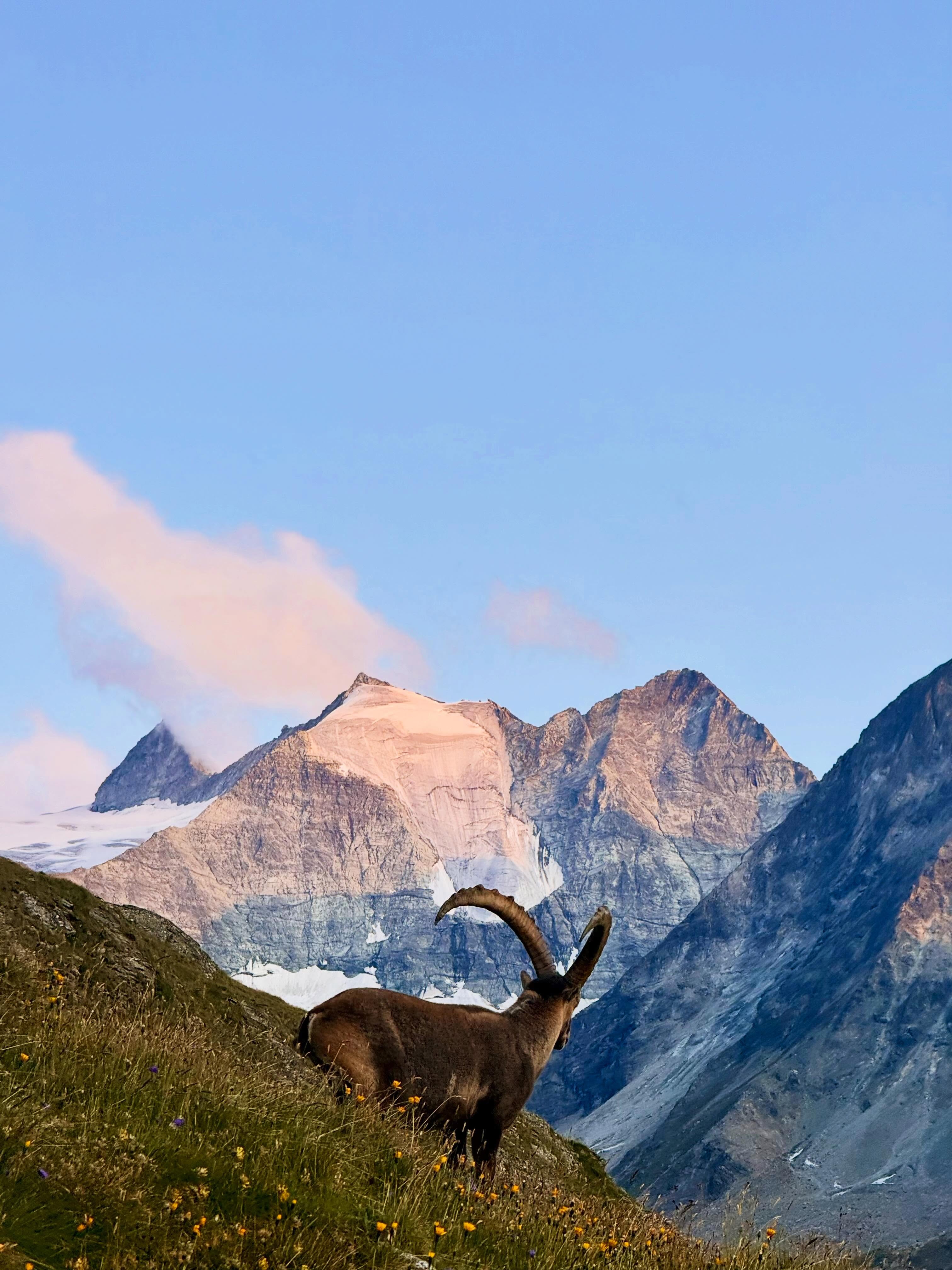 It wasn’t just us enjoying the last of the evening’s rays last night ⛰️
#bouqetins #chamois #moiry #valdanniviers #poser