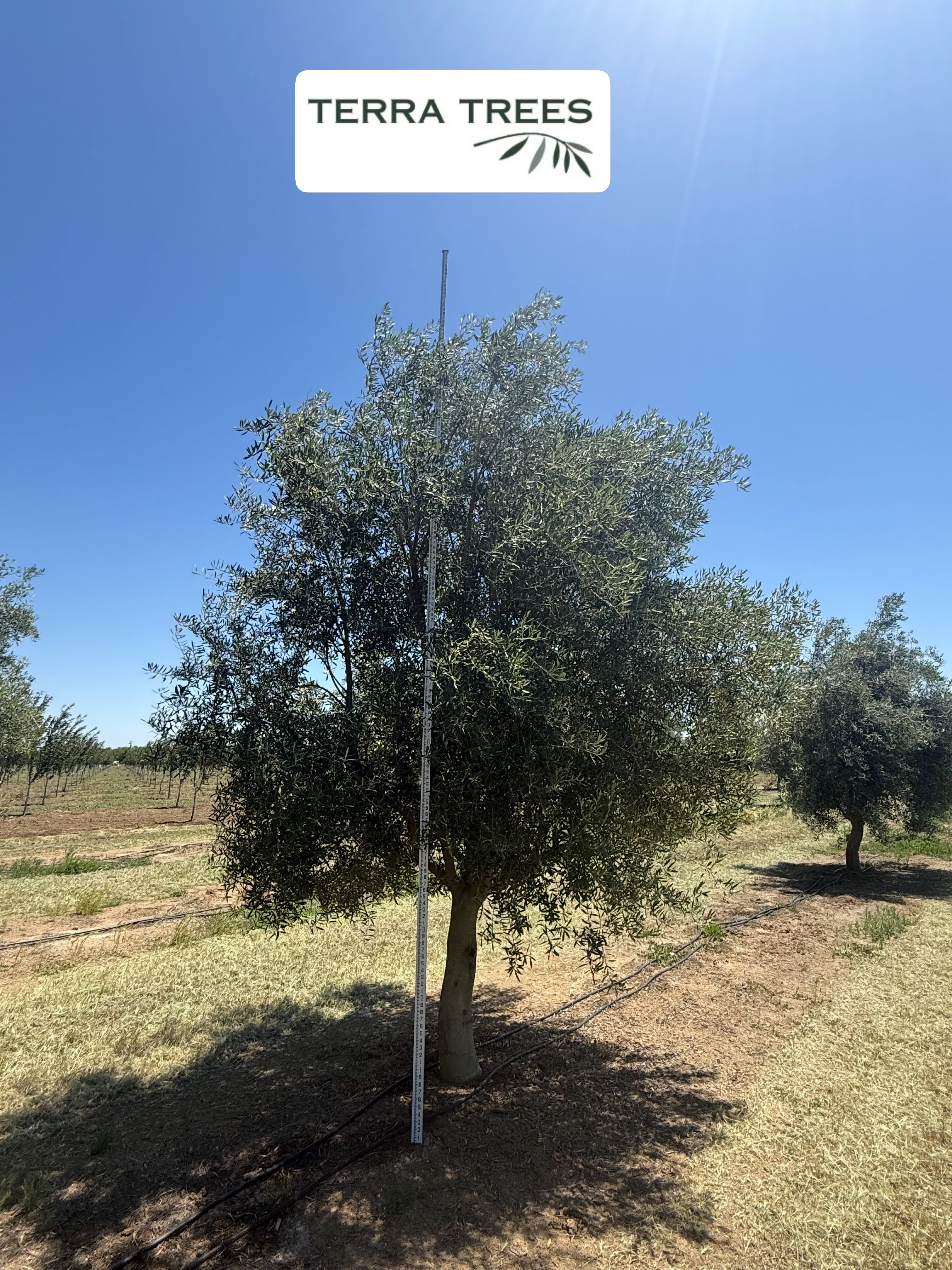 Field-Dug Fruiting and Fruitless Olive Trees available for delivery anywhere in California. Dug with a 52” spade and put into burlap-lined wire cages, these trees are over 12’ tall and wide! Bigger than a 72” boxed tree, and less expensive. Check out our website for photos and more info: www.terratrees.com
#landscapecontractors
#architects
#landscapearchitects
#generalcontractors
#gardendesign
napavalleygardens
nurseries
treesales
mediterraneangardens
olivetrees
landscape
winecountrygardens
field-dug-trees
fruitlessolives
ASLA