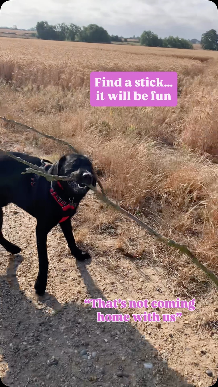 The Labradors having far too much fun! On one of our group walks last week, for murph it’s like taking candy from a baby.
I can confirm no dogs were harmed in the making of this reel, nor the dog walkers 😂
#dogwalker #dogwalkergreatwakering #labradors #stick #funnythingsdogsdo