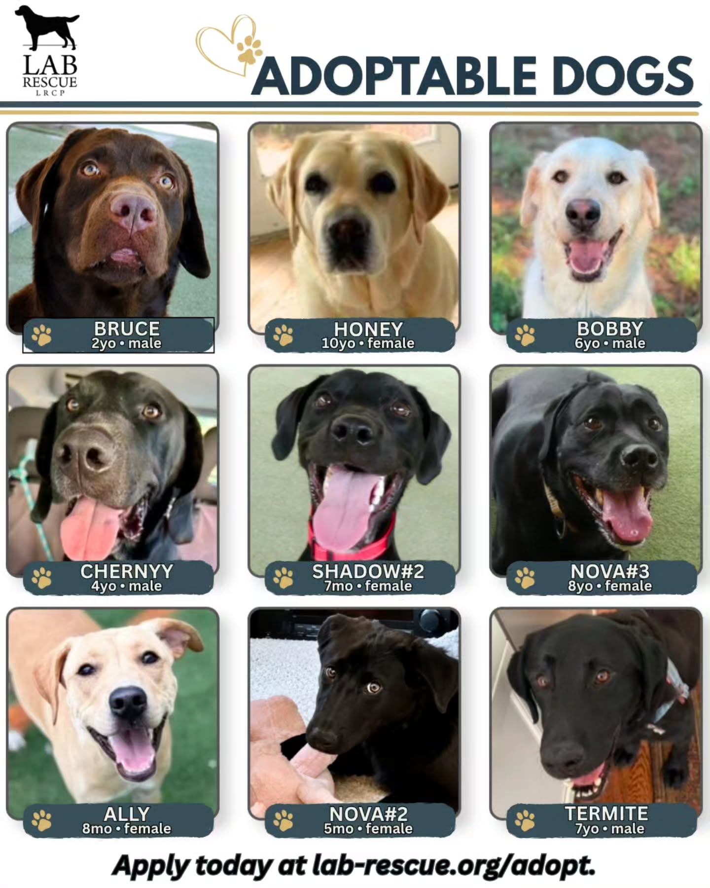 #𝗪𝗲𝗲𝗸𝗹𝘆𝗪𝗮𝗴𝘀 Our fabulous adoption coordinators are ready to share all the fun facts about these cute faces and 50(ish) more. Did you know that not all dogs make it to social media? Our adoption coordinators have the first eyes on the available pups, and the first step to adopt is always applying for an adoption coordinator. If you do not have one, the link is lab-rescue.org/adopt (please see link in bio).
Lab Rescue LRCP is a virtual organization with a service area of MD, VA, DC, WV, PA, DE, and NC. The majority of our dogs are fostered in homes throughout VA and MD. #nobetteroptionthanadoption #labrescueLRCP
