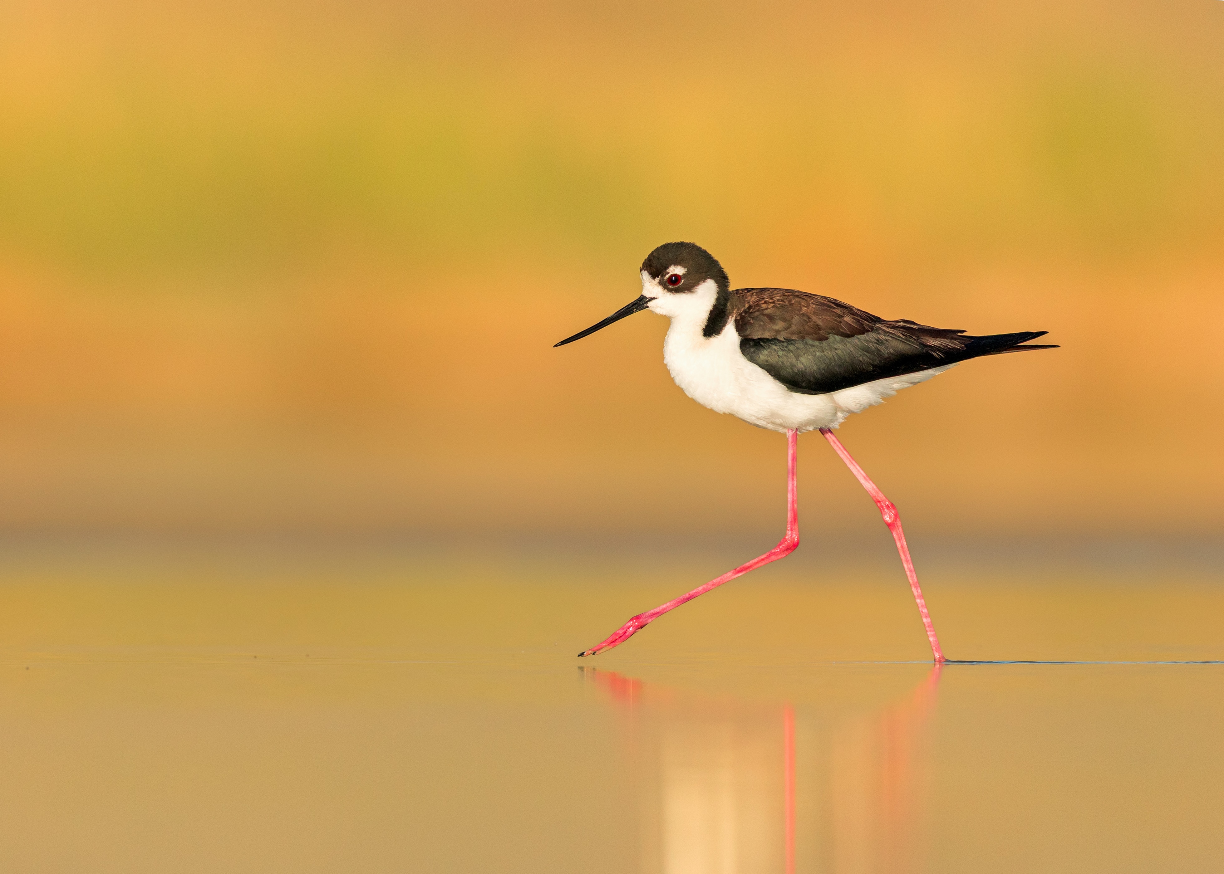 Black-necked stilt 🖤💕