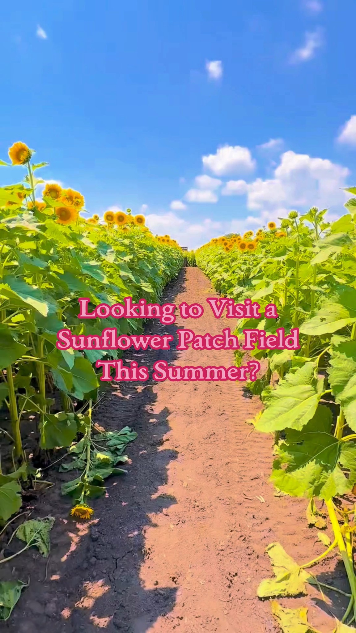 Our Sunflower Stroll is blooming beautifully, and this is your chance to soak up the stunning views, snap some gorgeous photos, and enjoy a relaxing day surrounded by thousands of vibrant sunflowers. 🌻✨
📅 Open Saturdays Only in July
🕘 9:00 AM – 3:00 PM
📍 16727 Airport Rd, Clinton, IL