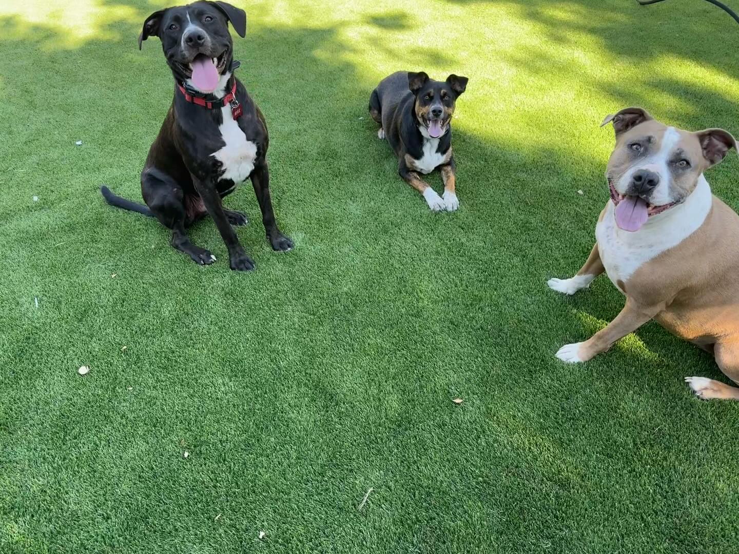 Wolf pack.