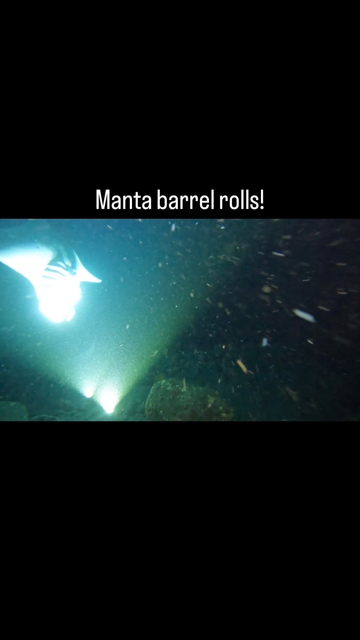 Always impressive to see huge #manta #rays doing backward barrel rolls as they feed on the #plankton. The lights on the sea floor attract the plankton, the #mantas swoop in to feast, and the divers get a close up view of the whole process. Great diving with @kona_honu_divers. Looking forward to doing it again next time I am back in #kona.