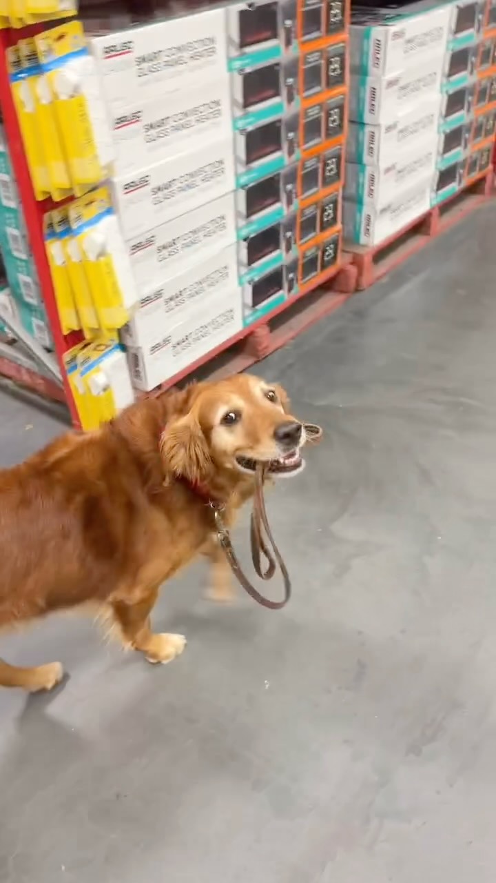 When you’re a grown-up good boi and can take yourself shopping 😂🐾
Anyone else’s dog convinced they’re in charge? 🐕
Meet Jr ☺️