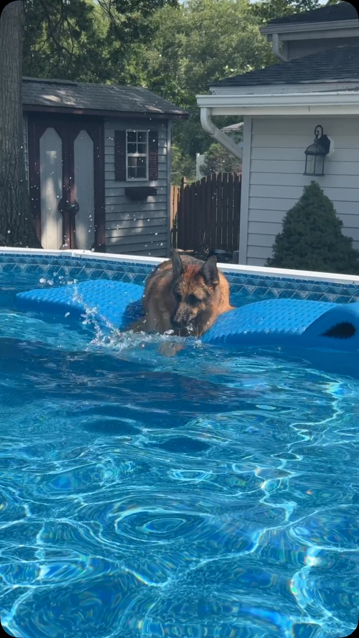 Splashy splashy #gsd #gsdlife #dogs #dogsofinstagram #gsdofinstagram