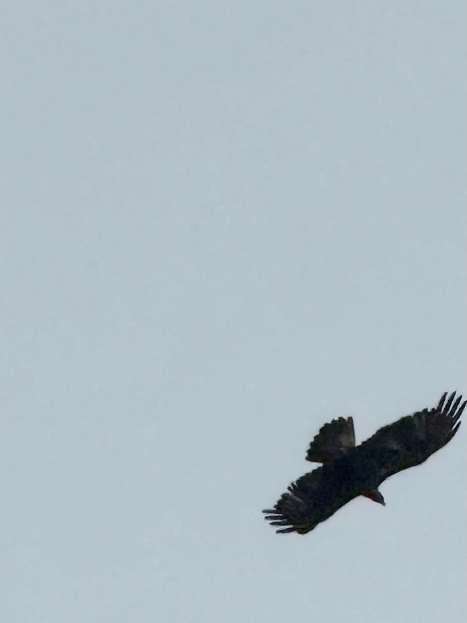 It’s a terrible photo, but #goldeneagle on the way down to see @ceolnamarabandb last night!