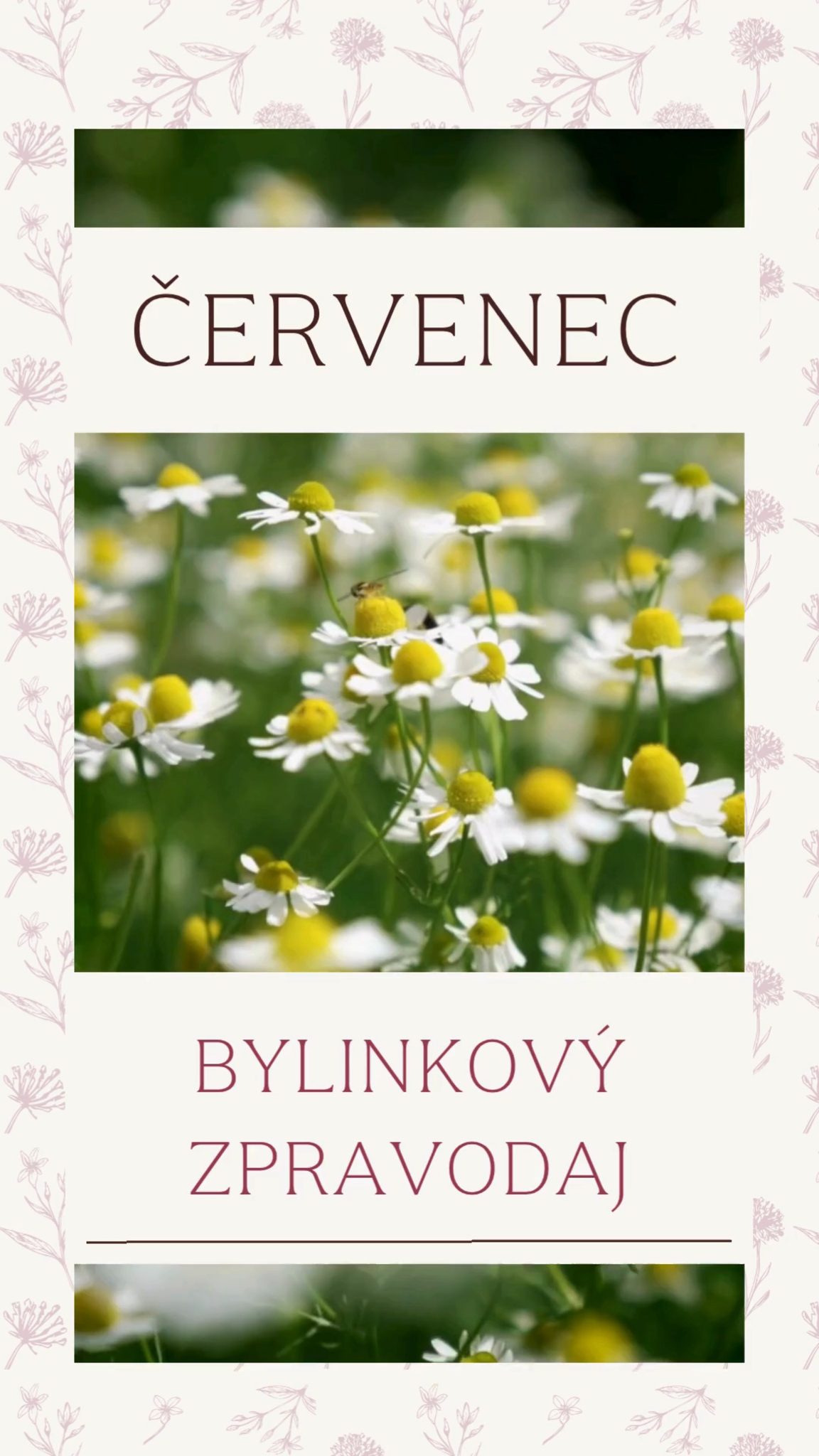 Čtení, u kterého zpomalíš. 🌿
A dostaneš znovu chuť vyrazit do zahrady, namíchat si svůj první aroma blend a dopřát si jednoduchou přírodní péči.
Pravidelně s tebou sdílím své ozkoušené bylinkové triky, sezónní tipy i mnohaleté zkušenosti s používáním éterických olejů.
Tento měsíc se můžeš těšit na domácí bylinkovou lékarničku, heřmánek a taky se mnou nahlédneš do BYLINAppky - světa bylin, éterických olejů a hydrolátů, který jsem pro tebe vytvořila.
Toto číslo můžeš mít už zítra ve své emailové schránce. Přidej se k odběru newsletteru ZDE: https://bit.ly/bylinkatka
#bylinkatka #bylinky #pestovanibylinek #domacibylinky #bylinkovazahradka #balkonovazahradka #prirozenapece #bylinkareni #herbgarden #zivotsbylinkami