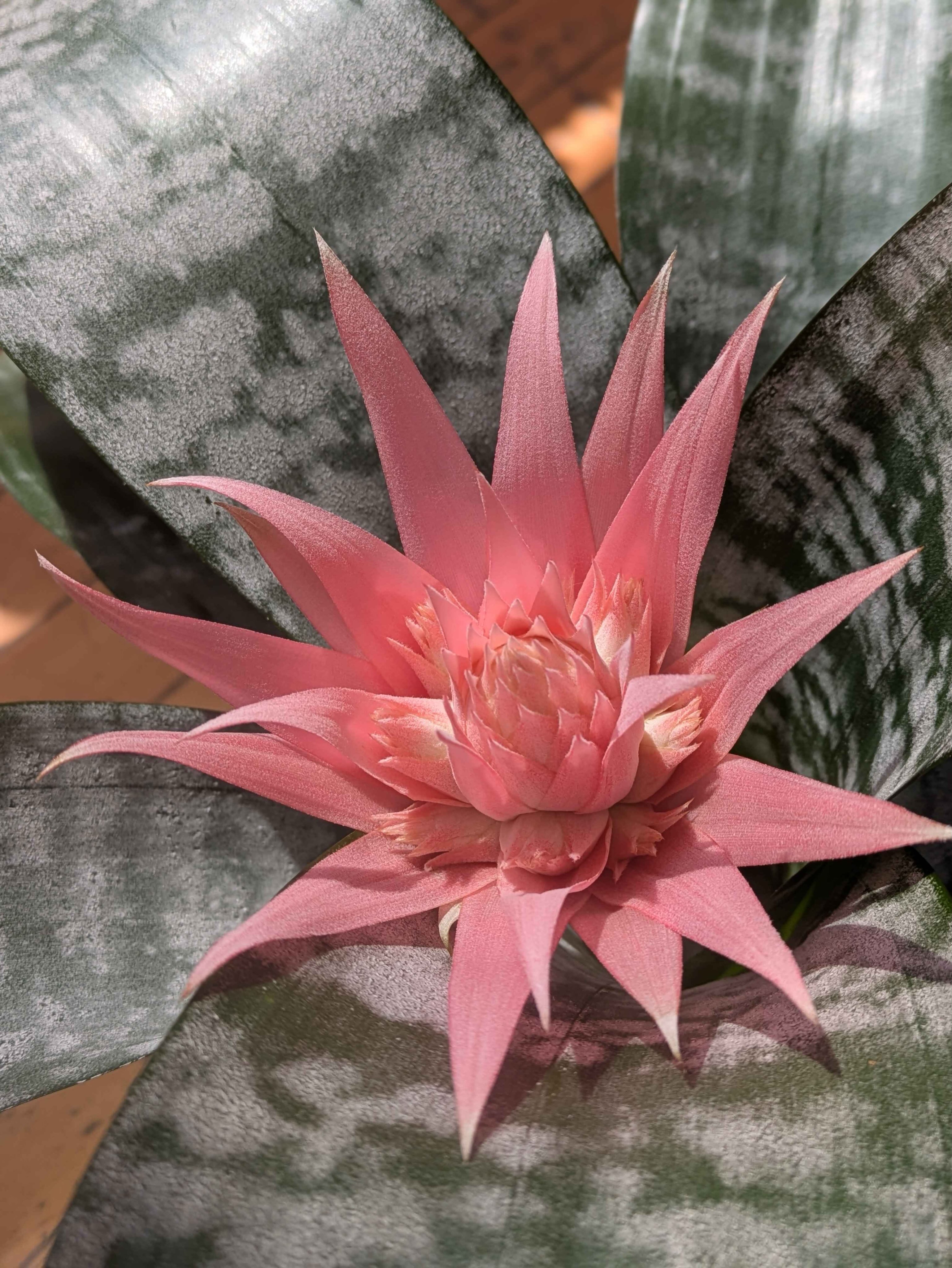 The bromeliad is blooming and it is so beautiful! Come check it out today until 6 (or until someone takes it home!)