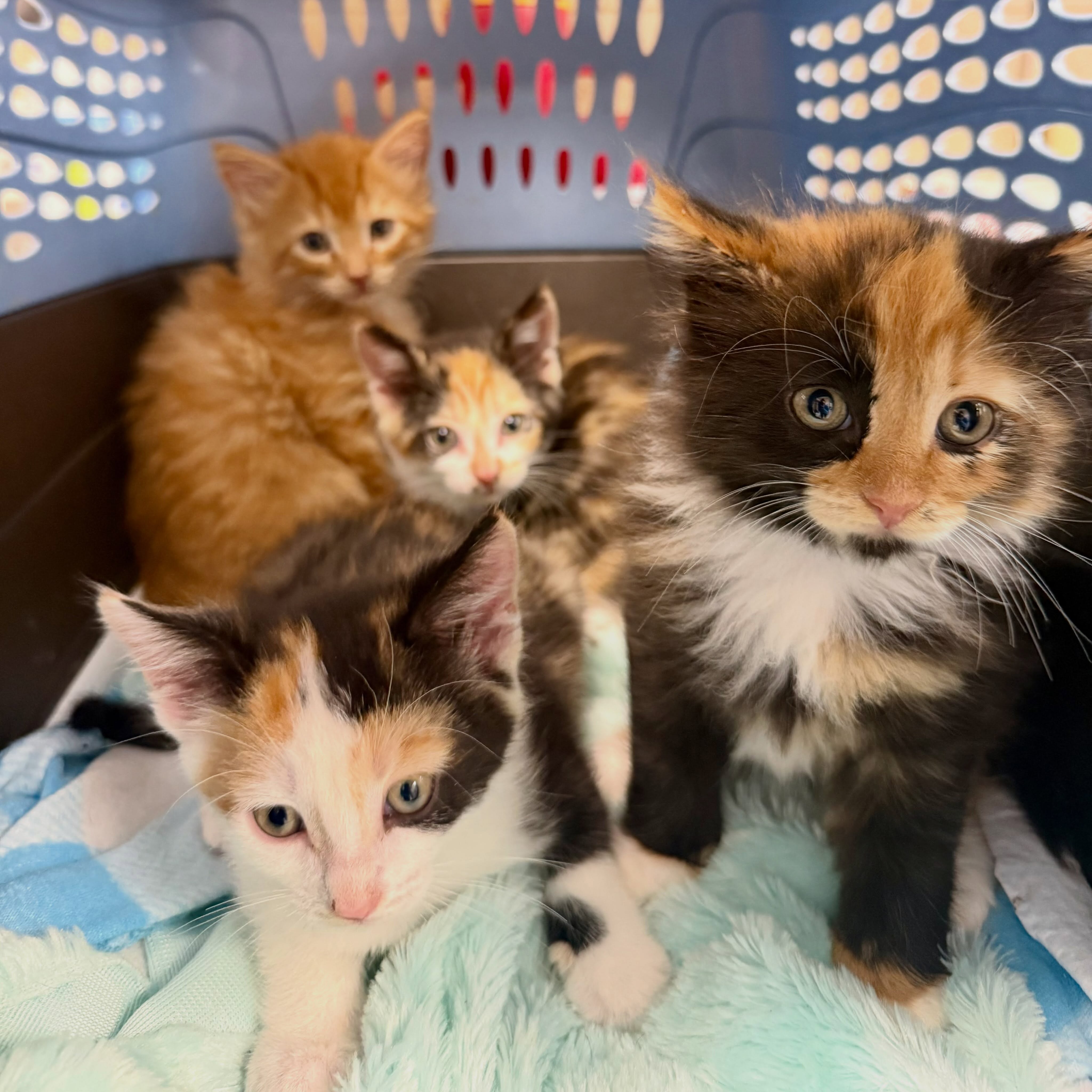 New album dropping soon 🎸
#kittenseason #albumcoverart #adoptakitten #sheltercats #fluvannaspca