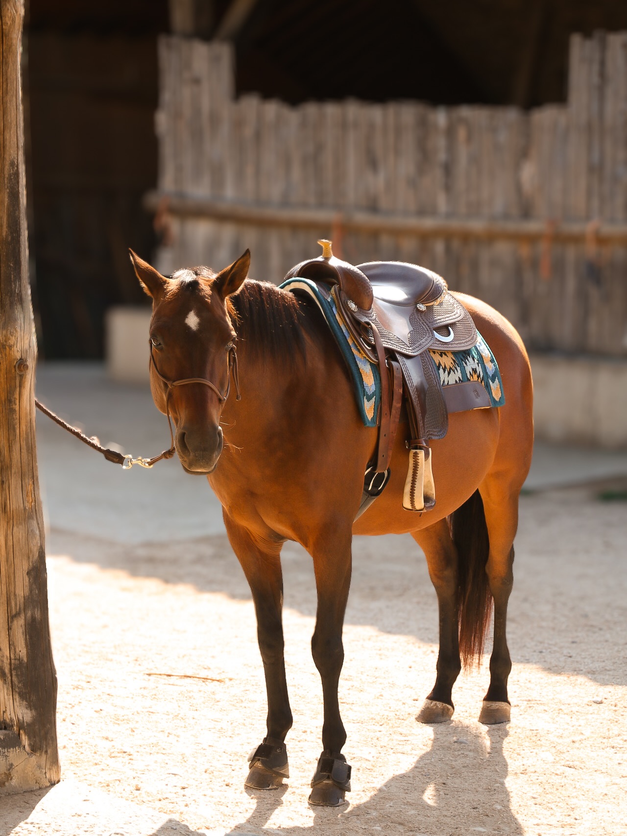 Ready to ride ! 🤠
#westernlifestyle #cowgirl #rideout #westernhorse #trailriding