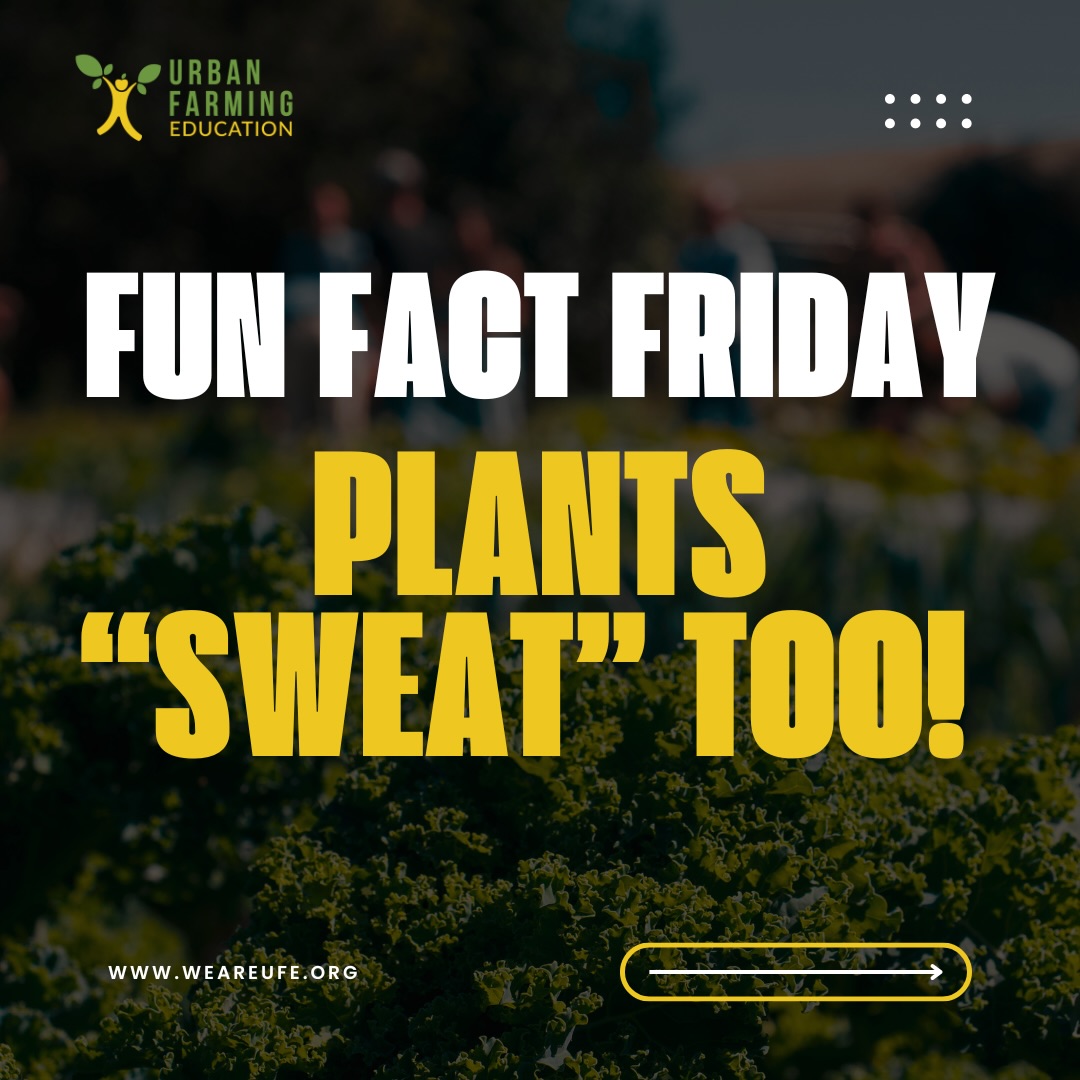 It’s Fun Fact Friday! 🌱💧
Did you know plants “sweat” too? Through a process called transpiration, plants release water vapor through tiny openings in their leaves called stomata.
Transpiration helps plants stay cool, move water and nutrients from their roots to their leaves, and return moisture to the atmosphere as part of the water cycle.
Plants are busier than they look—even when they appear completely still!
#FunFactFriday #PlantScience #Transpiration #WaterCycle #UrbanFarmingEducation