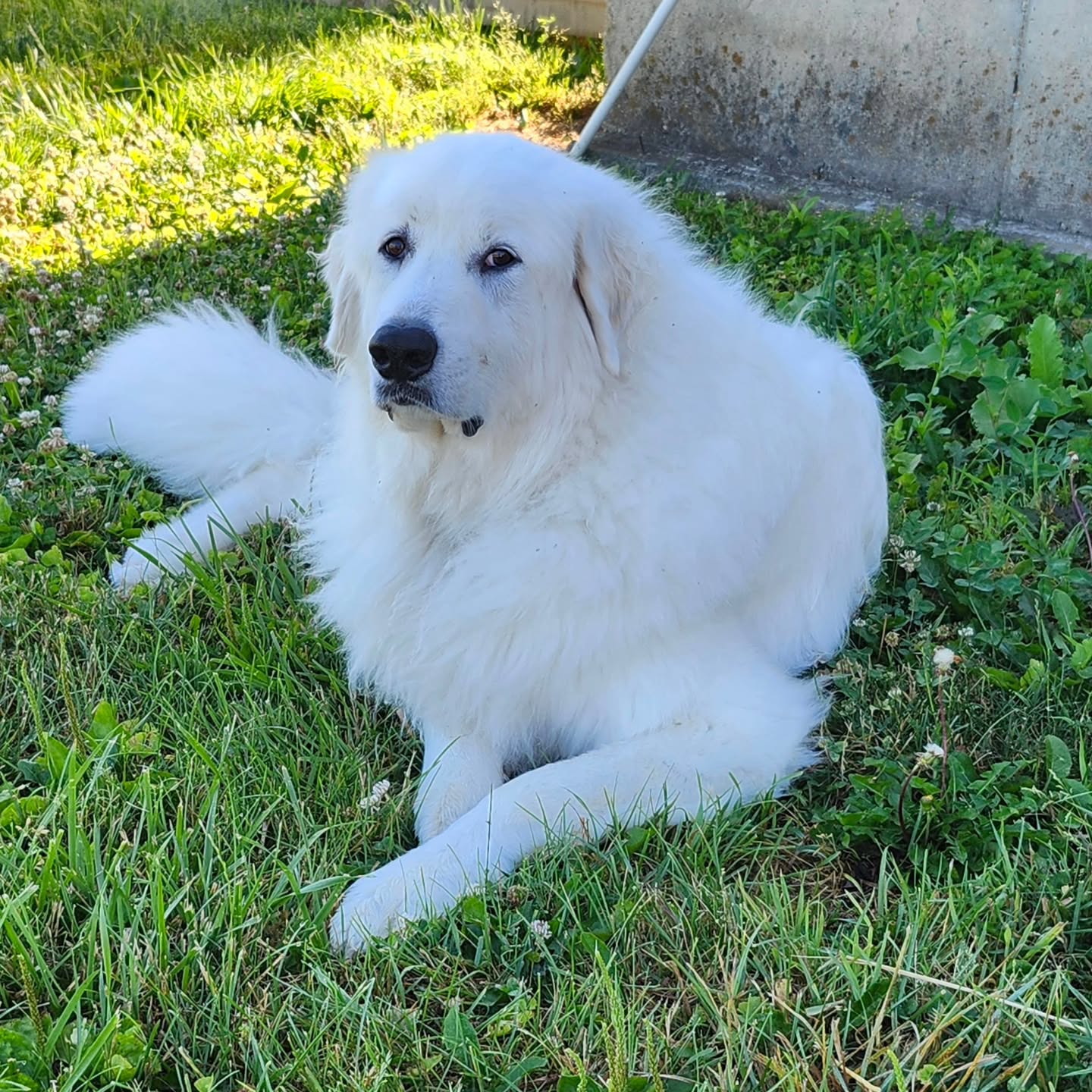 Today at the farm we celebrate Arlo's 5th birthday! Arlo blesses the farm and so many others in our community with lots of love, cuddles, and unconditional acceptance. We love you Arlo! ❤️