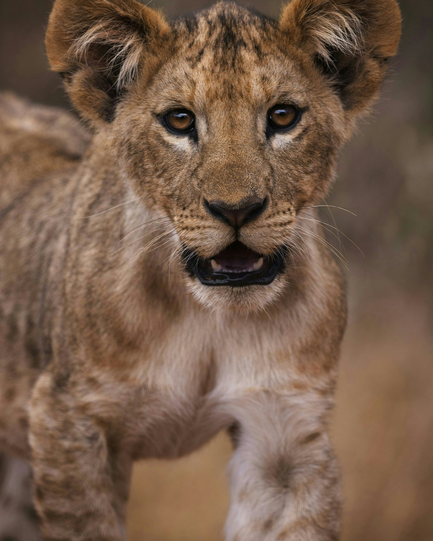 A few months old, and carrying the markings that will fade as it matures: those darker rosette-like spots are common in cubs and usually disappear by adulthood.
Lions are an indicator species: as apex predators, they influence everything below them in the food chain, from prey and scavenger populations to plant life and soil health. Where lions are thriving, the wider ecosystem usually is too.
Our Loisaba rangers are trained by Lion Landscapes to monitor lion movements and working to prevent conflict with neighbouring livestock owners. It's a partnership built on the idea that people and lions can share this landscape, and that a cub like this one is a sign the balance is holding.
Photo © @jadegosraniwildlife
#WildlifeConservation #LionHabitat #EcosystemHealth #ApexPredators #CubLife #BiodiversityProtection #HumanWildlifeConflict #NaturePhotography