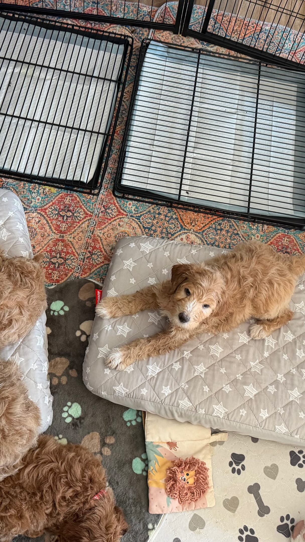 Mini Goldendoodle Puppy selections!!! Everyone has a family! YAY!!! #goldendoodle #puppies #doodlepuppy #puppylove