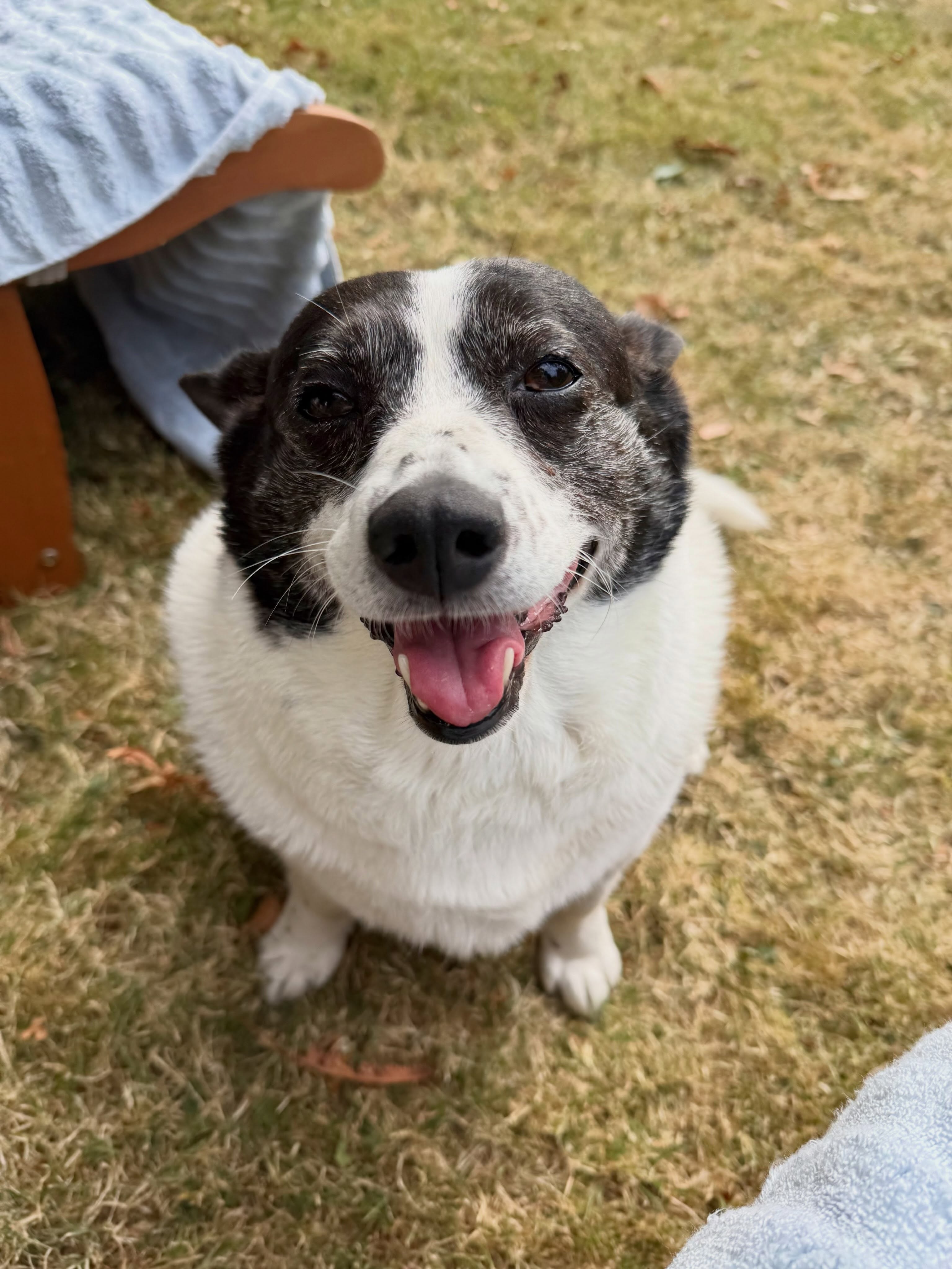This little dog. Rolled in fox poo last night and I still love her more than the world 😊😂❤️
Wrapped around her paw is an understatement 😊
Thousands and thousands of beautiful souls of all kinds waiting to be adopted. Don’t buy. Please ❤️
Happy Tuesday from Iz Whizz! Lots to catch up with on here which I’ll do over the coming days. Hope everyone is doing well x
#rescuedogs #adoptdontshop #izwhizz #bestfriend #toungeouttuesday