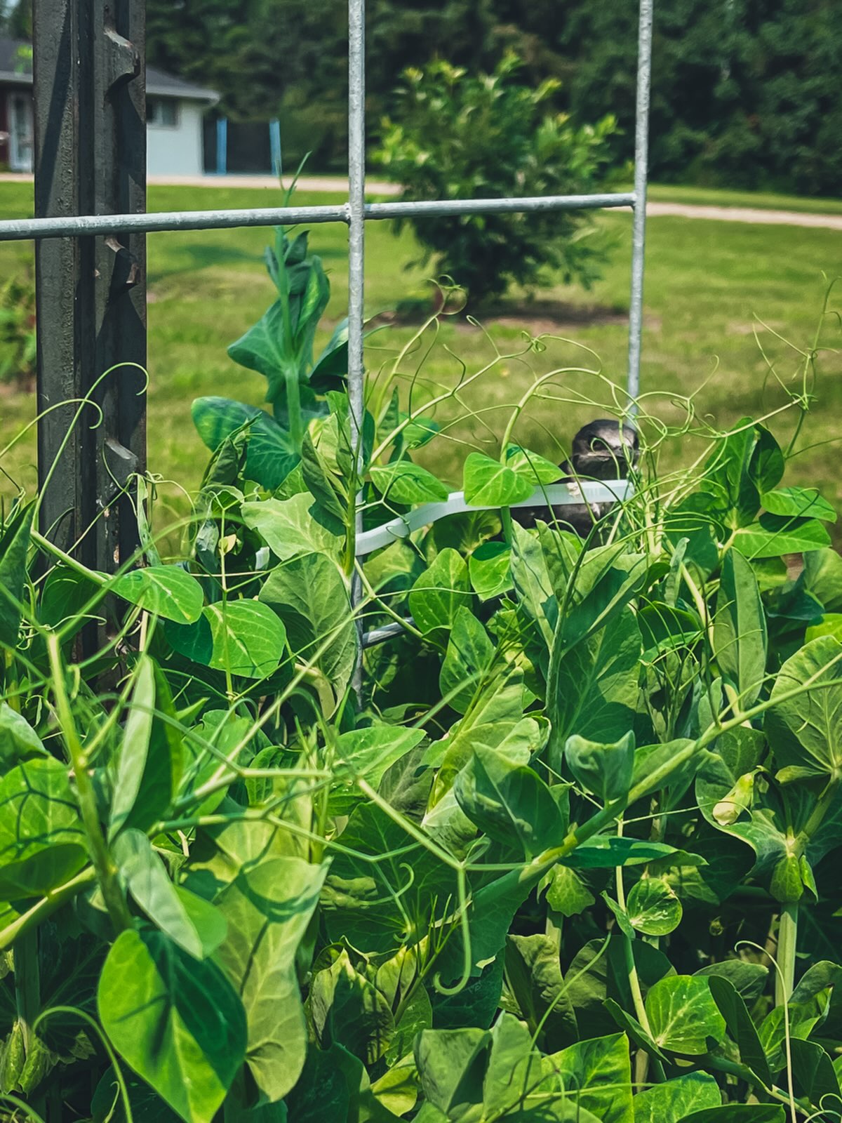 A baby Purple Martin hanging out in the pea trellis! So cute!
Also, our online market is open for all!