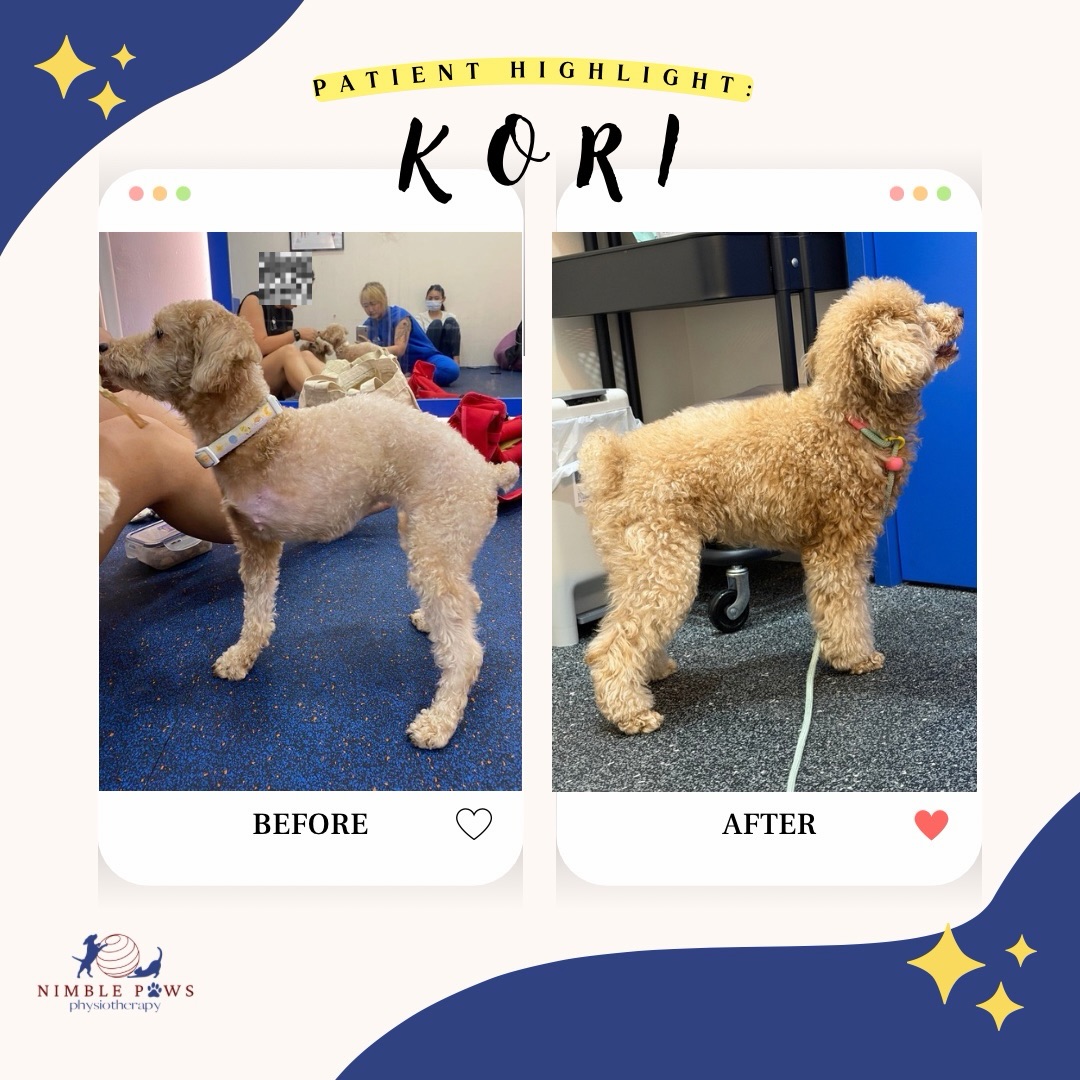 🐩 Patient Highlight: Kori
Kori came to us following a left forelimb amputation. While many dogs adapt remarkably well to life on three legs, adapting doesn’t always mean they’re moving as comfortably or efficiently as they could.
Following an amputation, the remaining limbs naturally take on a greater share of the workload. Over time, this can lead to compensatory movement patterns and increased stress on the joints they rely on most. Rehabilitation aims to improve strength, balance and movement quality, helping dogs move more comfortably while supporting their long-term mobility.
In Kori’s case, she also had grade 2–3 medial patellar luxation in both hind limbs. This meant rehabilitation wasn’t just about learning to walk on three legs. Because both hind limbs were already compromised, she naturally relied more on her remaining forelimb. Our rehabilitation focused on improving muscle control, hind limb awareness, and managing discomfort associated with her stifles (knees), helping her distribute load more evenly across her body rather than relying excessively on her remaining forelimb.
Compared with her initial assessment, Kori now demonstrates more even weight distribution across her remaining three limbs, reduced truncal compensation, and a more balanced standing posture. Every dog progresses at their own pace, and every rehabilitation plan should be tailored to the individual dog.
We’re so proud of you, Kori! 🩵