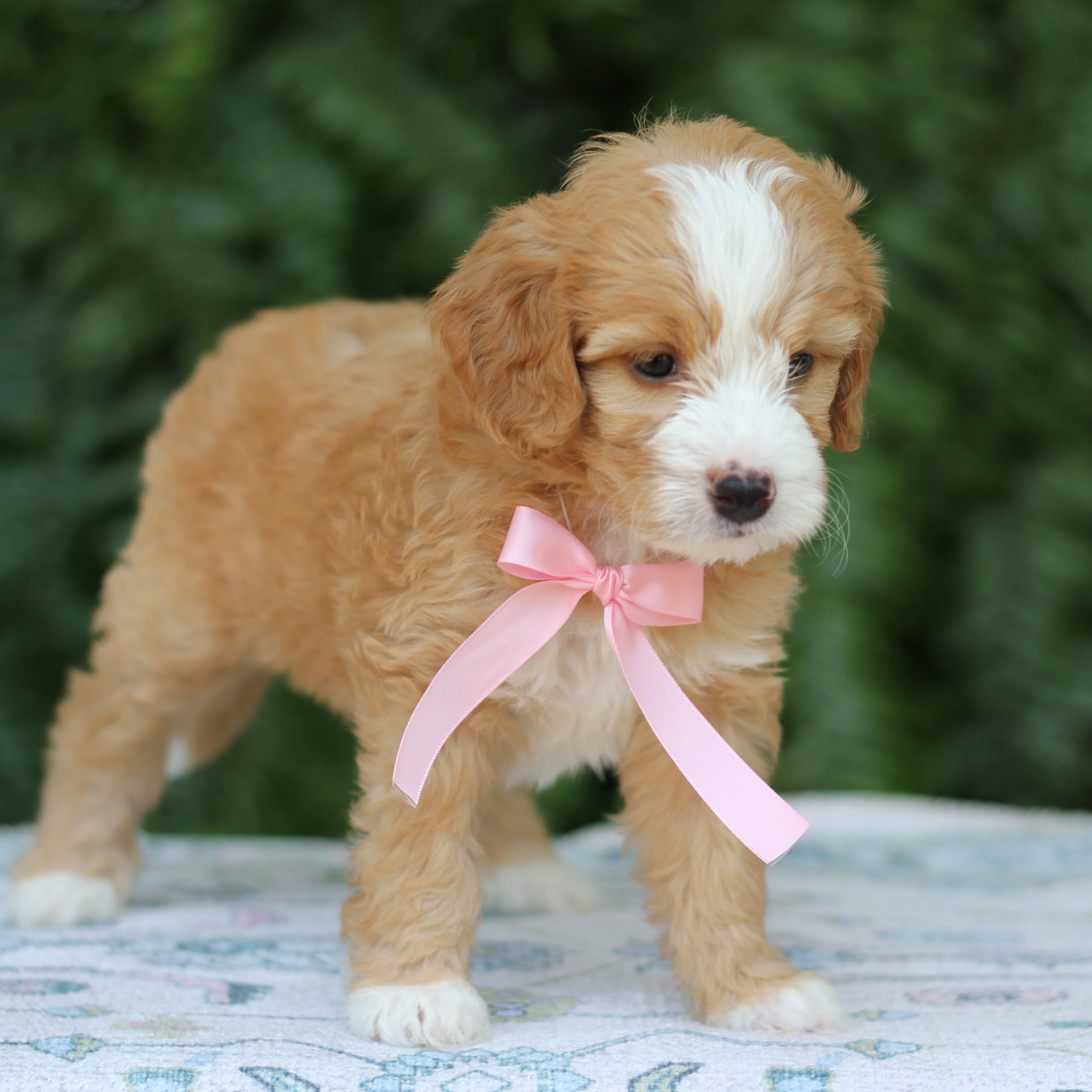 The Flower Pups from Basil × Moss are blooming! 🌸🐾
Posey 🎀 • Mini Bernedoodle
They are exploring, eating well, and gaining more independence every day. Crate training and schedules are in full swing, and these babies are growing up way too fast. 🤍