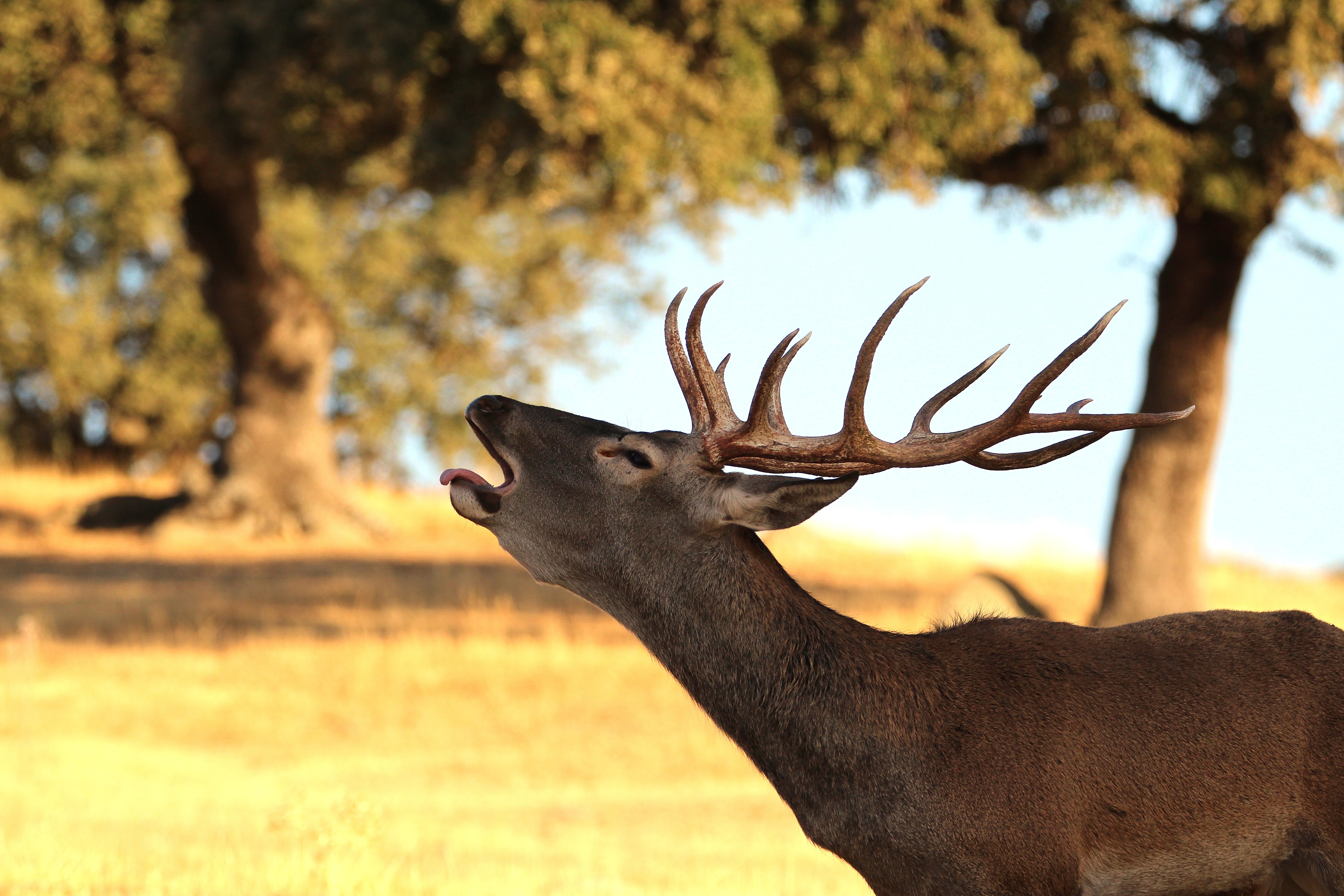 🦌 YA PUEDES REALIZAR TU RESERVA PARA LA BERREA DEL CIERVO 2026 EN LA SIERRA DE ANDÚJAR🦌
🌿 Del 12 de septiembre al 18 de octubre de 2026, nos adentraremos en la Sierra de Andújar para disfrutar de la berrea del ciervo y la ronca del gamo en plena naturaleza y buscar, además, muchas de las especies que habitan este increíble territorio.
🦌 Ciervos en plena berrea
🐾 Lince ibérico
🦅 Águila imperial y otras grandes rapaces
🦊 Zorros
🐗 Jabalíes
🦉 Rapaces nocturnas…y muchas otras sorpresas que pueden aparecer durante la jornada.
Porque venir a la berrea con nosotros no es solo escuchar el bramido de un ciervo.
Es recorrer el monte en vehículo 4x4 y hacer esperas al aire libre para observar, fotografiar y disfrutar de la fauna salvaje en libertad, siempre acompañados por guías especializados y con el máximo respeto por el entorno.
📅 Del 12 de septiembre al 18 de octubre de 2026
🚙 Rutas en 4x4 por la Sierra de Andújar
📸 Fauna y fotografía de naturaleza
🧀 Picnic productos locales
🔭 Prismáticos y telescopios terrestres
👥 Plazas limitadas
💵 Desde 60 euros / persona
🔸 RESERVAS 2026 ABIERTAS 🔸
Si quieres vivir la berrea de una forma diferente, este otoño te esperamos en la Sierra de Andújar.
📩 Escríbenos para consultar fechas disponibles y reservar tu plaza.
LYNCIS ECOTURISMO
Donde la naturaleza siempre tiene algo que contar.
www.lyncisecoturismo.com
lyncisecoturismo@gmail.com
(+34) 603 90 74 35