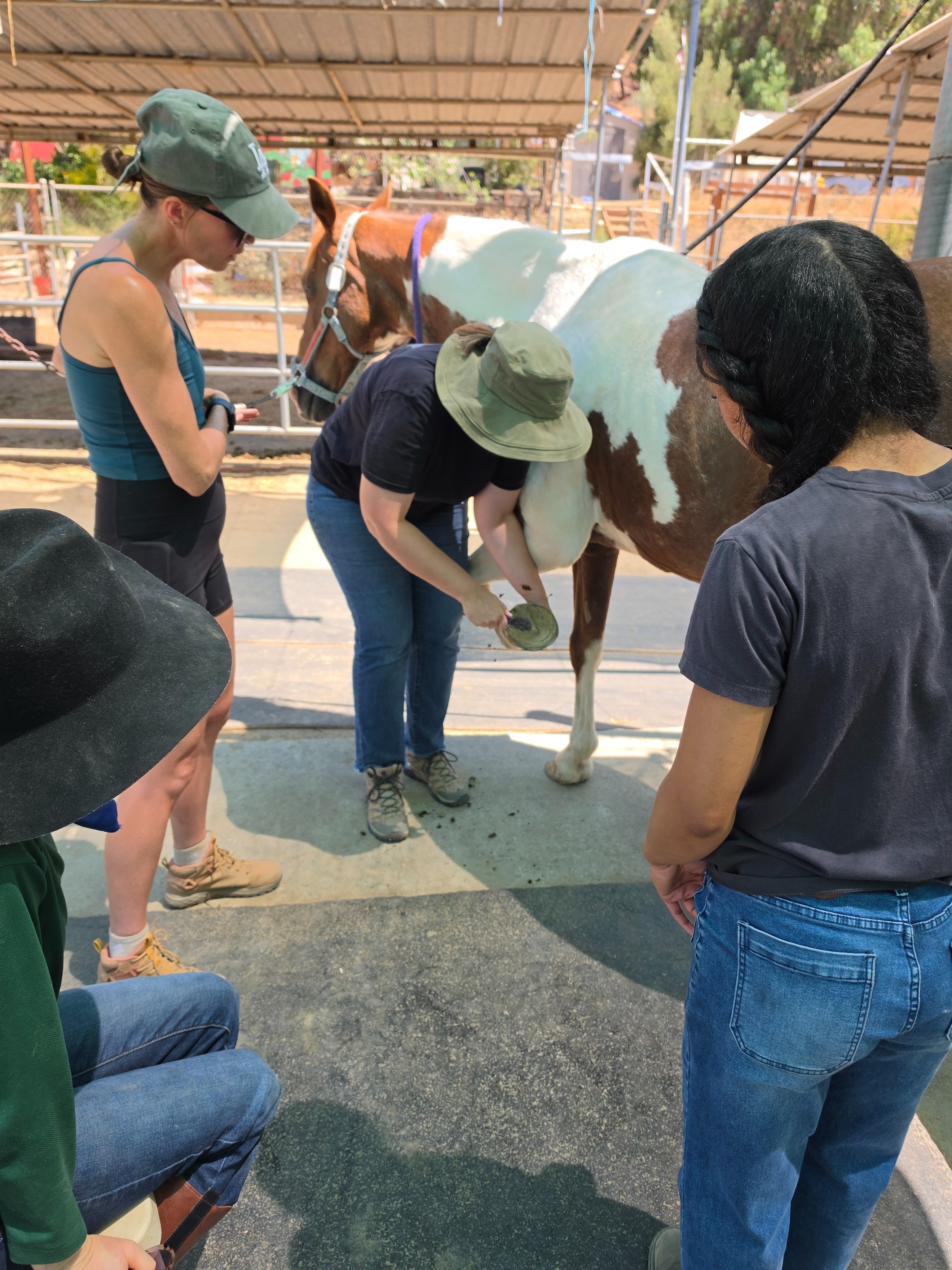 Horse grooming 101 with Danielle and the star of the show, Cherokee š