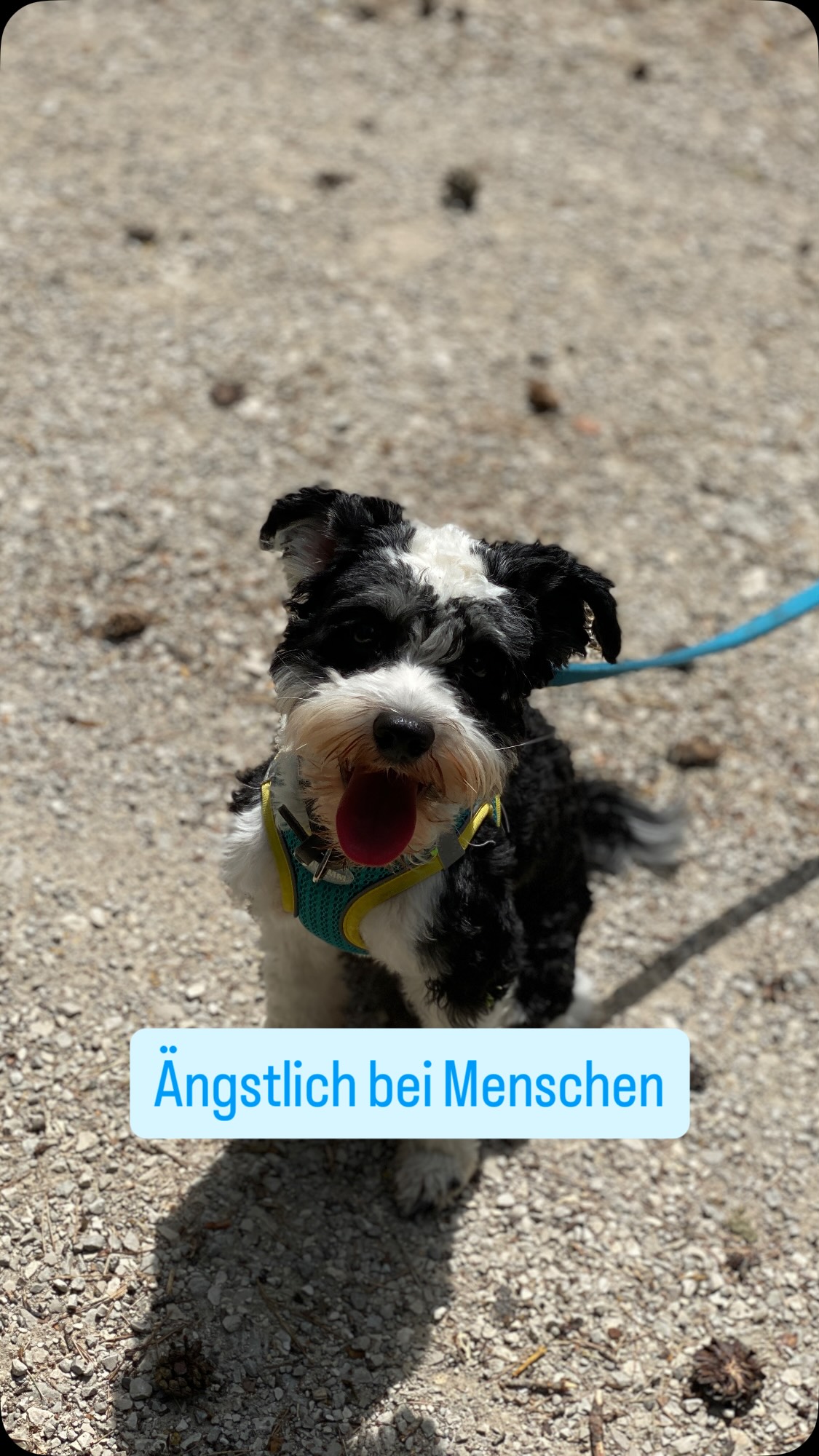Tim ist ein Hund aus dem Tierheim Nürnberg und bei fremden Menschen Ängstlich.
Um Vertrauen zu schaffen arbeiten wir in diesem Fall mit Futter. Jedoch gilt es hierbei zu beachten:
➡️Mit Futter nicht locken
➡️immer vom Auslöser weg werfen
➡️Hund nicht in einen Konflikt kommen lassen
✅So verringert der Hund schnell selbstständig die Distanz und fühlt sich sicherer.
Tim sucht noch ein Zuhause.
Bei Interesse, meldet euch gerne im @tierheimnuernberg
#hundeleben #hundeglück #hundeliebe #hundeverhalten