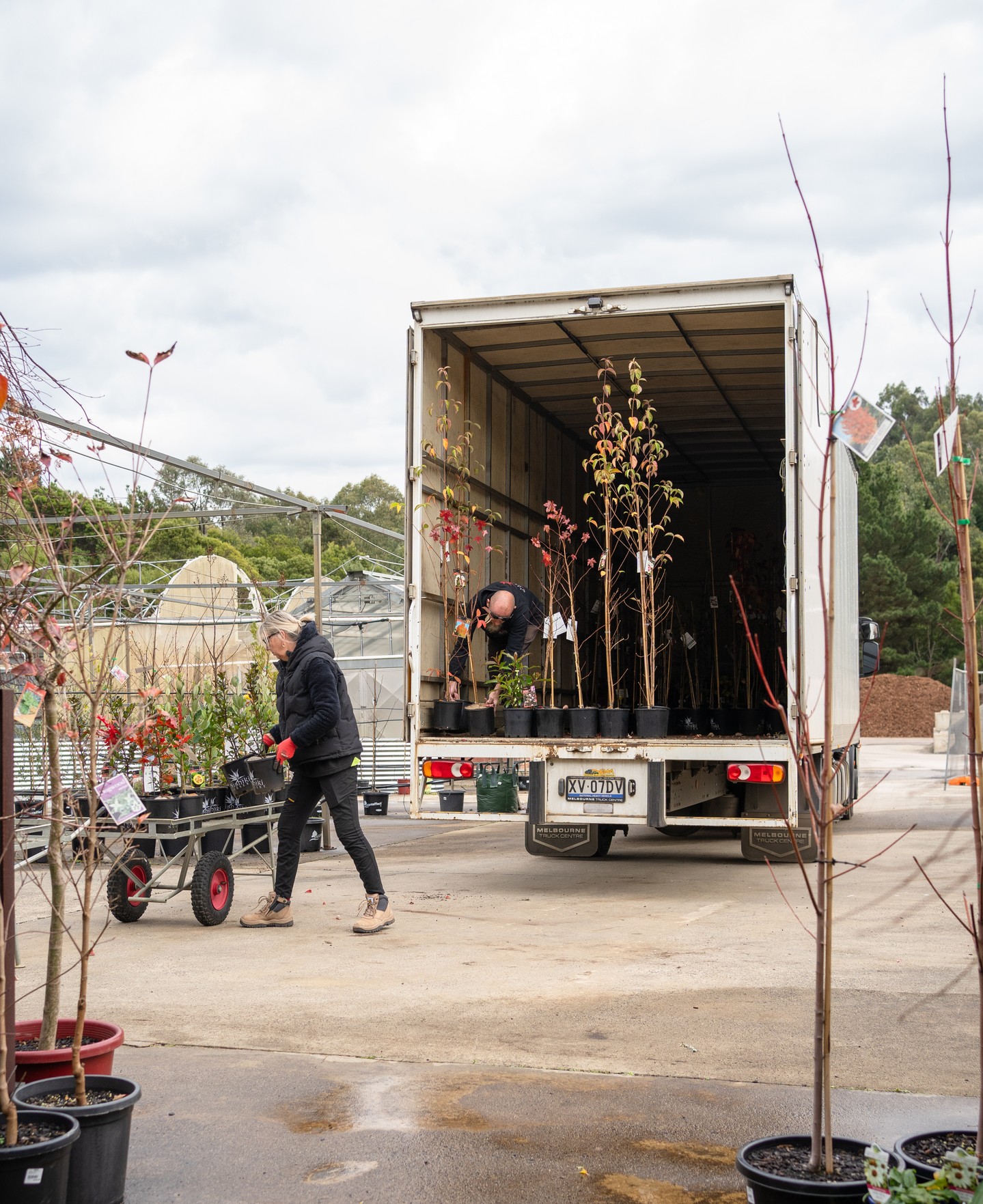 Wanting to branch out into bigger things for your garden? We have a selection of advanced trees in stock and available to order in bulk through our suppliers.
Don't be shy to ask us to deliver directly to your door or for any landscaping advice!