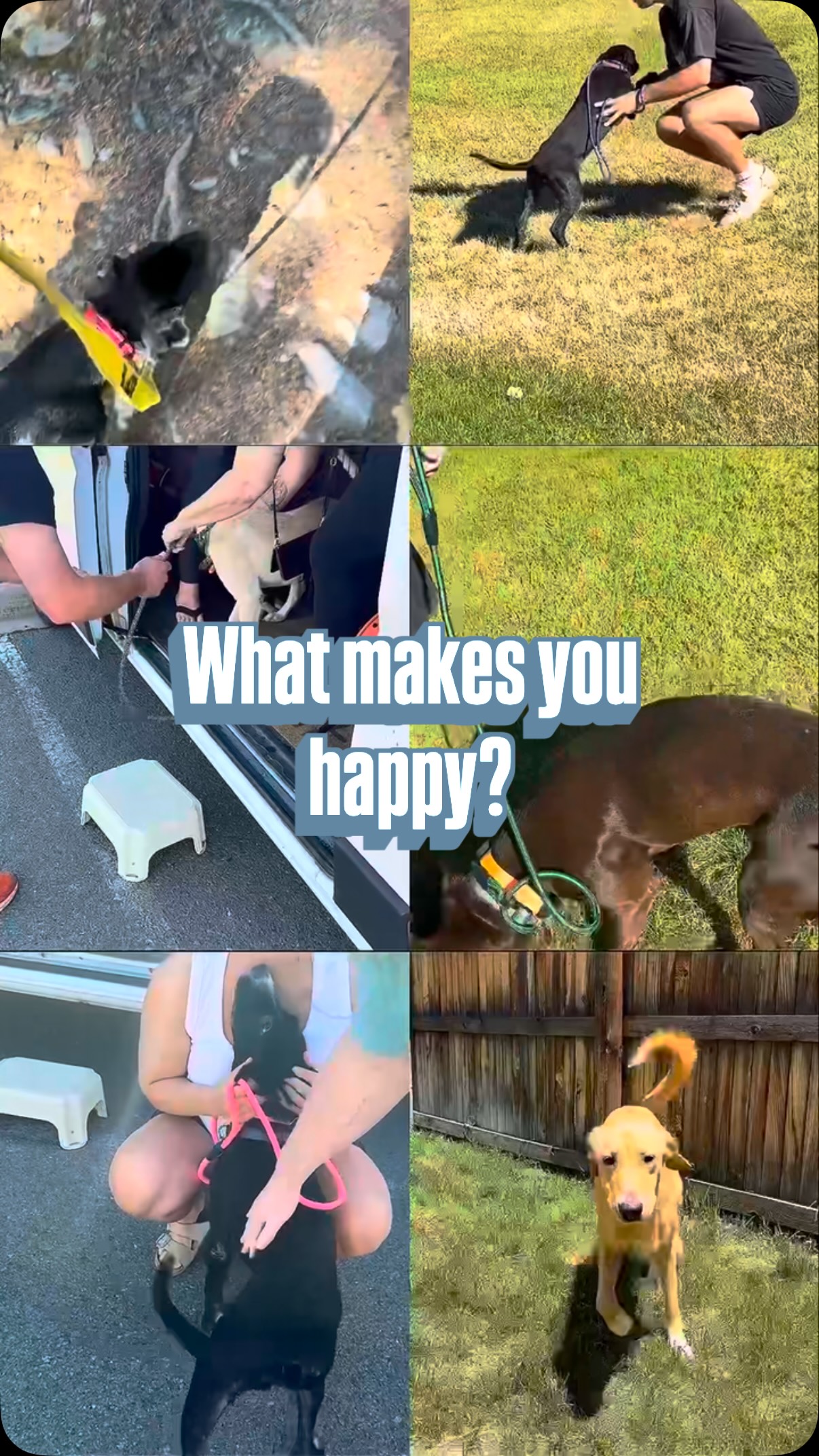 You weren’t sad. You just needed to foster with Mile High Lab Mission!🩵🐾
Foster applications are open! We cover 100% of the food, crates, and medical expenses. You just bring the safe space to land and all the love in the world. Whether it’s a few days, or a few weeks, fostering saves lives. Join us in one of the most rewarding experiences!
Apply now at MHLRM.com🥰
#milehighlabmission #rescue #foster