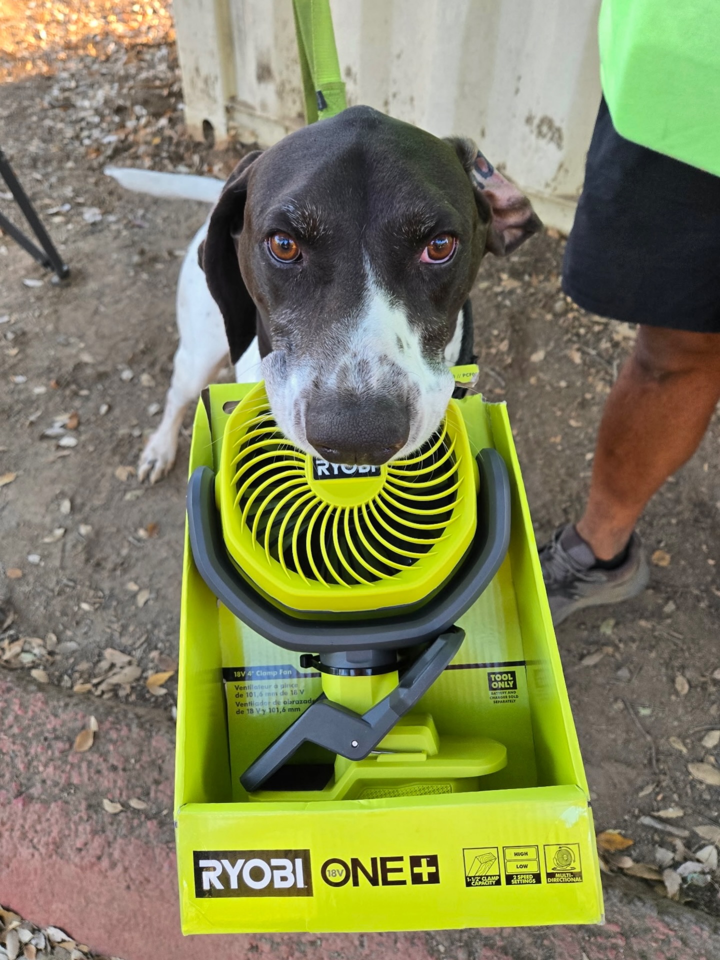 Morgan is making sure that all Mussel Dogs and employees are staying cool out there 😂
#cleandrainDRY #dogsofinstagram #workingdogs #workingdog #conservationdog