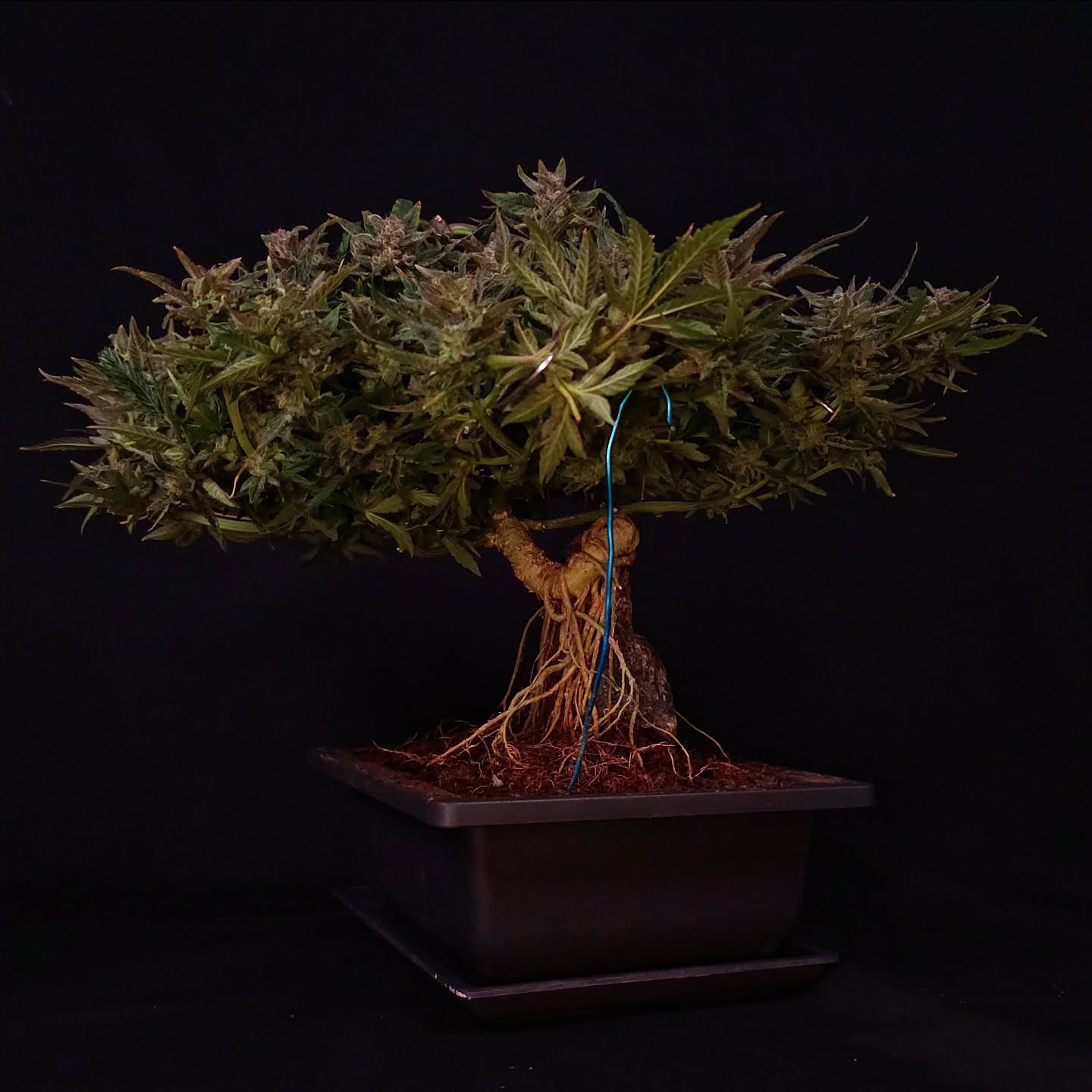 Root over rock. Sekijoju.
In bonsai this style takes decades. Bury the roots against stone, wait years while they thicken and grip, then slowly wash the soil away to reveal what's been happening underground the whole time.
This one took ninety days.
That's the trade cannabis makes. You lose the centuries but you keep the technique, and you get to make every single decision yourself instead of inheriting a tree someone else started.
Exposed roots. Flat crown. Reads a hundred years old. Isn't.
Genetics by @_mephistogenetics. Code CANNABONSAI for 10% off seeds.