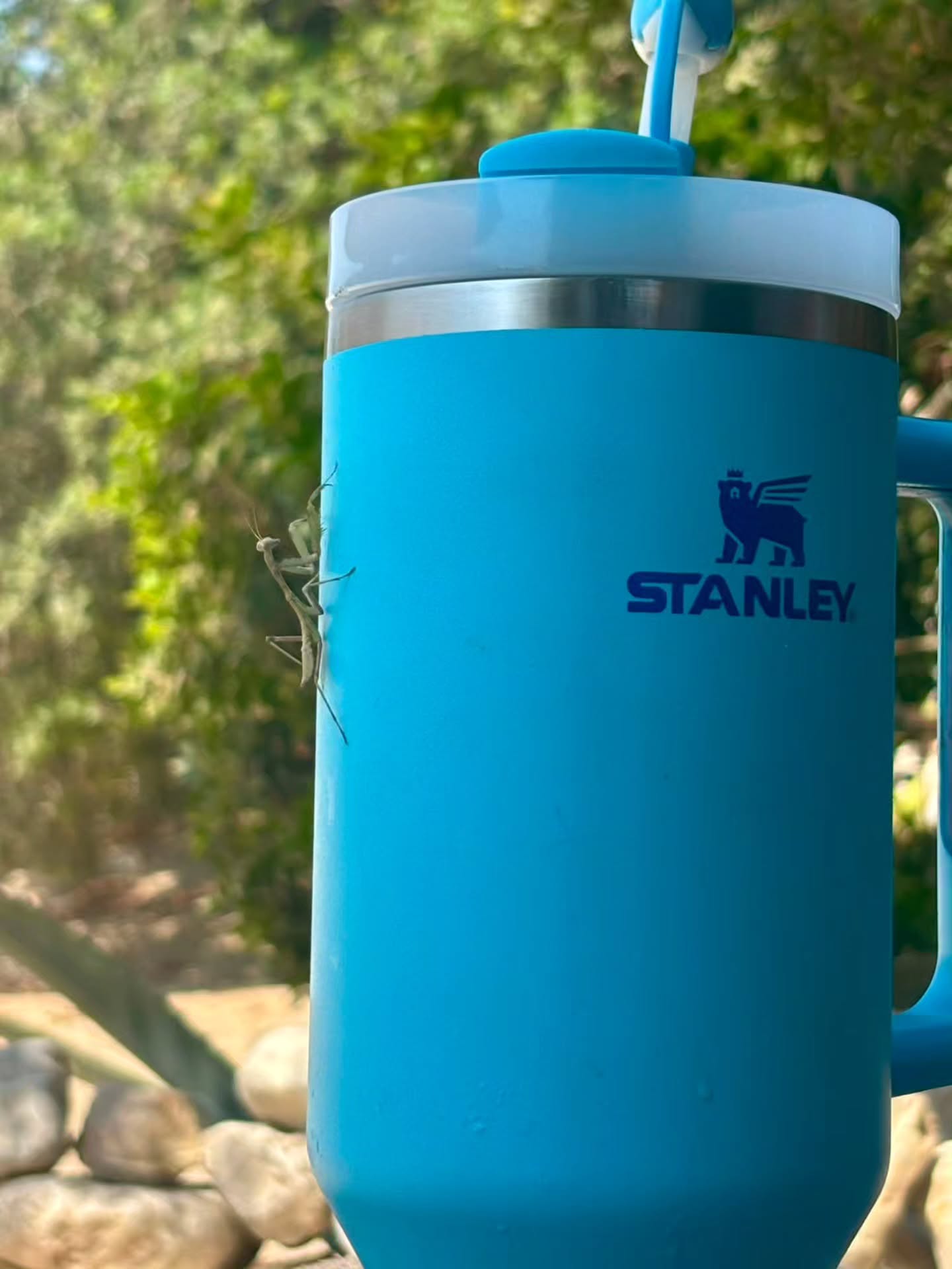 #beachlife is thirsty work a praying mantis landed on my Stanley cup to have a drink in Ibiza ! 🦗#stanleycup #saltamontes #ibiza @stanleycup