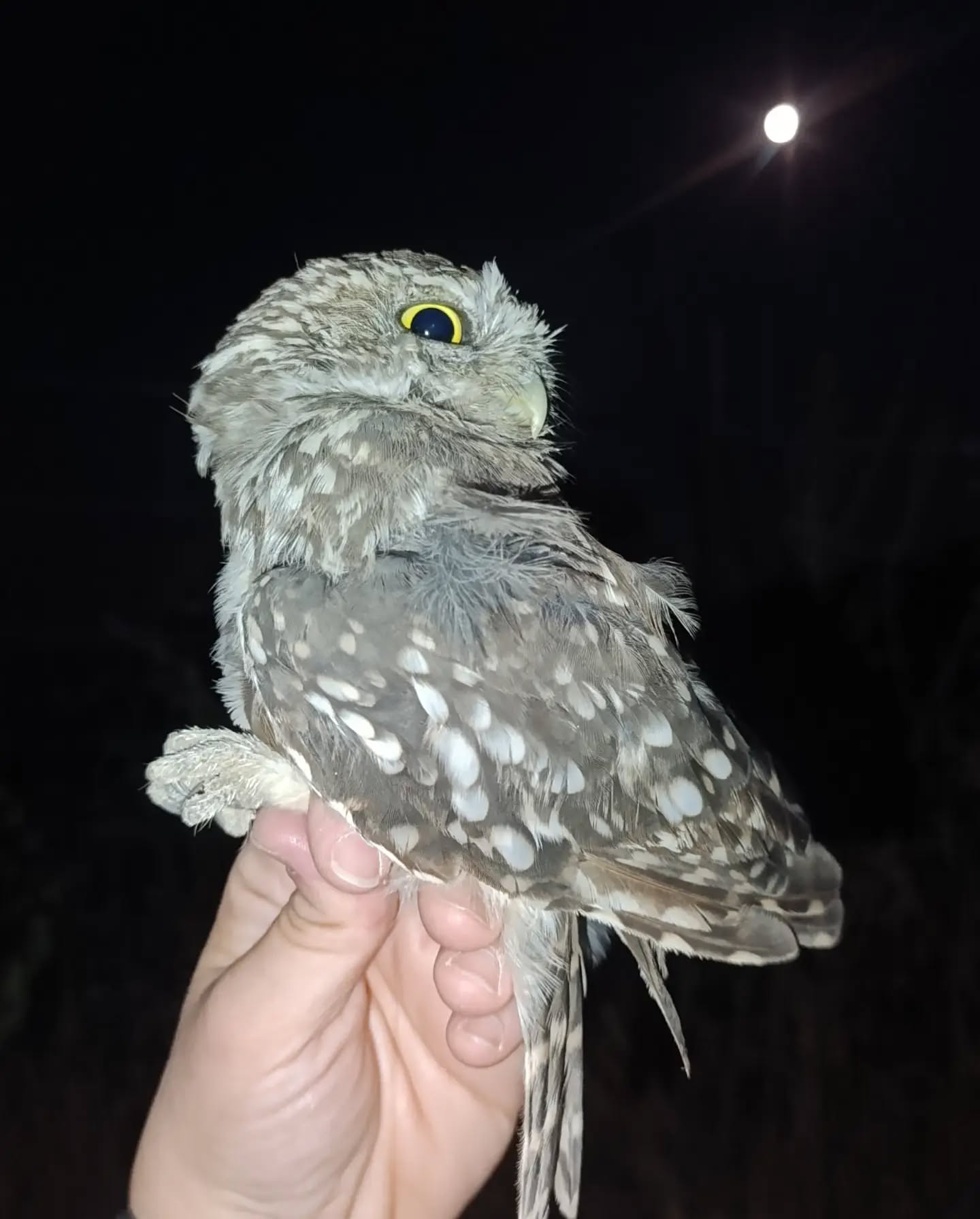 🇪🇸 A veces no sabemos si estamos de safari o de ambulancia nocturna 🥲 y es que esta noche hemos rescatado a este mochuelo europeo que encontramos en mitad del camino realizando movimientos muy torpes, y como era obvio, al capturarlo hemos visto que tenía el ala izquierda herida, posiblemente por un traumatismo.
Así que como siempre llevamos alguna caja de cartón vacía en el coche (por lo que pueda pasar), lo hemos puesto a salvo y tranquilo, y hemos avisado al Centro de Recuperación de Especies Amenazadas de Jaén para que procedan a su recogida y reciba la atención que necesita.
Ojalá se recupere pronto y podamos volver a encontrarnos con él, para verlo y fotografiarlo durante nuestros safaris. ❤️😊
🇬🇧 Sometimes we don’t know whether we’re on safari or working as a night-time ambulance service 🥲
Tonight we rescued this Little Owl, which we found in the middle of the road moving very awkwardly. And, as expected, once we managed to catch it, we discovered that its left wing was injured, possibly as a result of trauma.
As always, we keep a few empty cardboard boxes in the vehicle, just in case something like this happens. So we placed it safely inside, keeping it calm and secure, and contacted the Jaén Wildlife Recovery Centre so they can collect it and make sure it receives the care it needs.
Hopefully, it will make a speedy recovery and we’ll have the chance to come across it again one day, this time flying free and being photographed during one of our safaris. 😊❤️