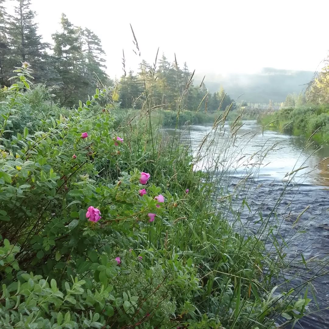 Misty morning with roses, and evening marsh skullcap collection. So much fresh rainwater in the river! 💙🩷🙏