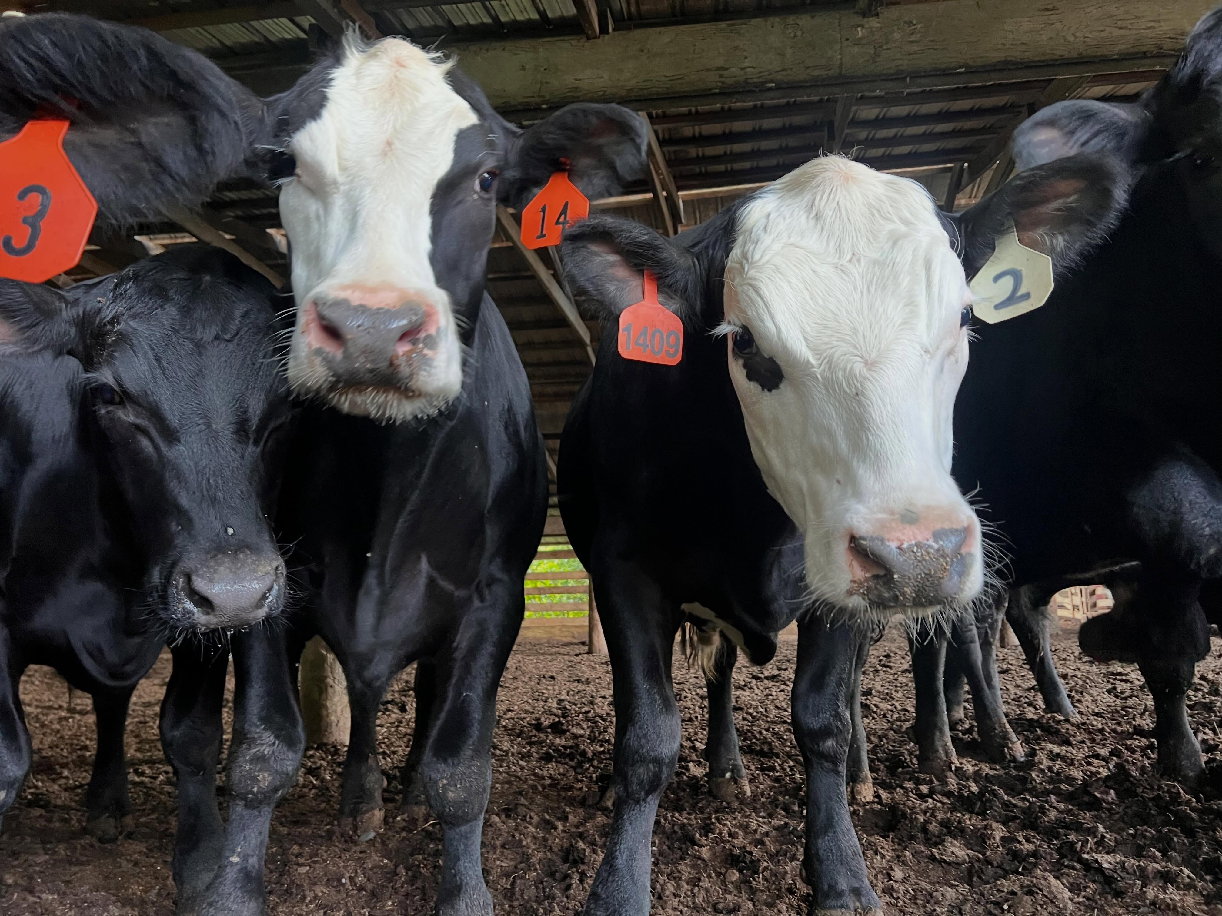 Morning Moo’s! #monroviafarm #comofarm #virginiabeef #local