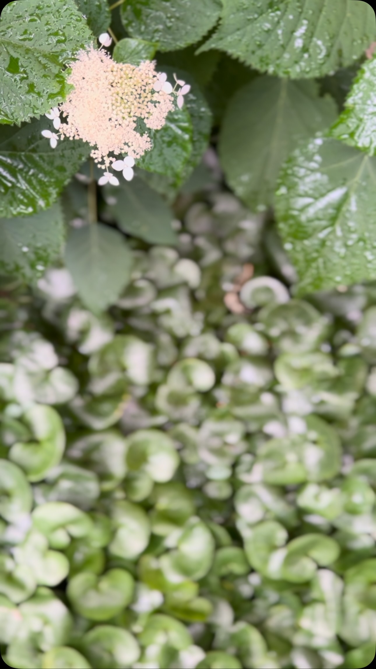 Rain, rain, beautiful rain.
(Volume up.)
.
.
.
#rain
#nourish
#gardens