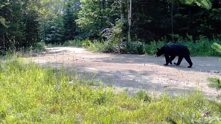 Our trails are extra busy in the summer!
We love seeing everyone - especially wildlife - out and about in the watershed during these beautiful sunny days. ☀️🐾
#wildlife #trailcam #georgesriverlandtrust #mainewildlife #maine