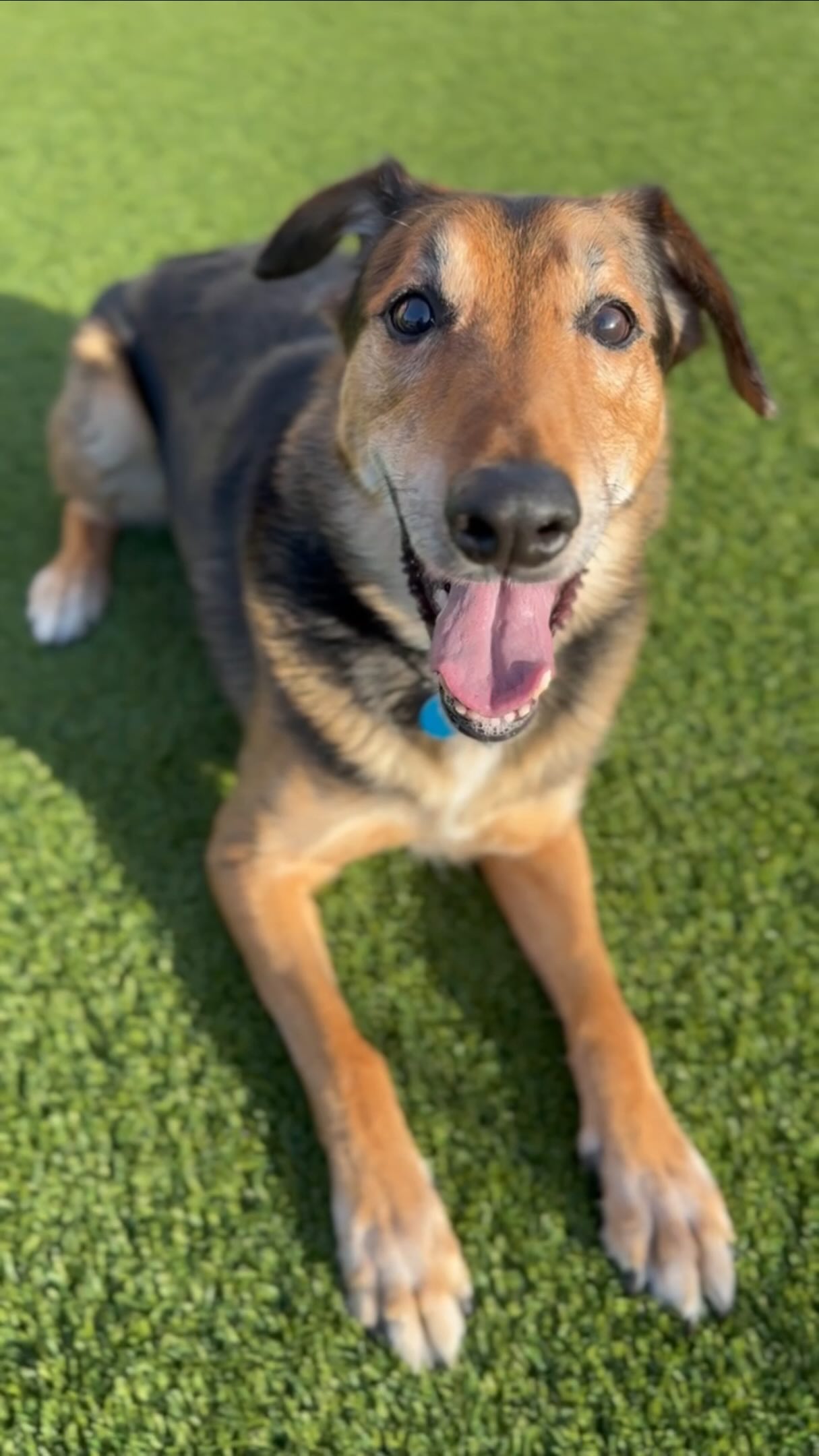 Raleigh is one share away from being chosen by a family after over a year of waiting. Will you SHARE this post and comment below to tell him how handsome he is? ✨🤞🏼 Adoption Application: skysanctuaryrescue.org/applications.